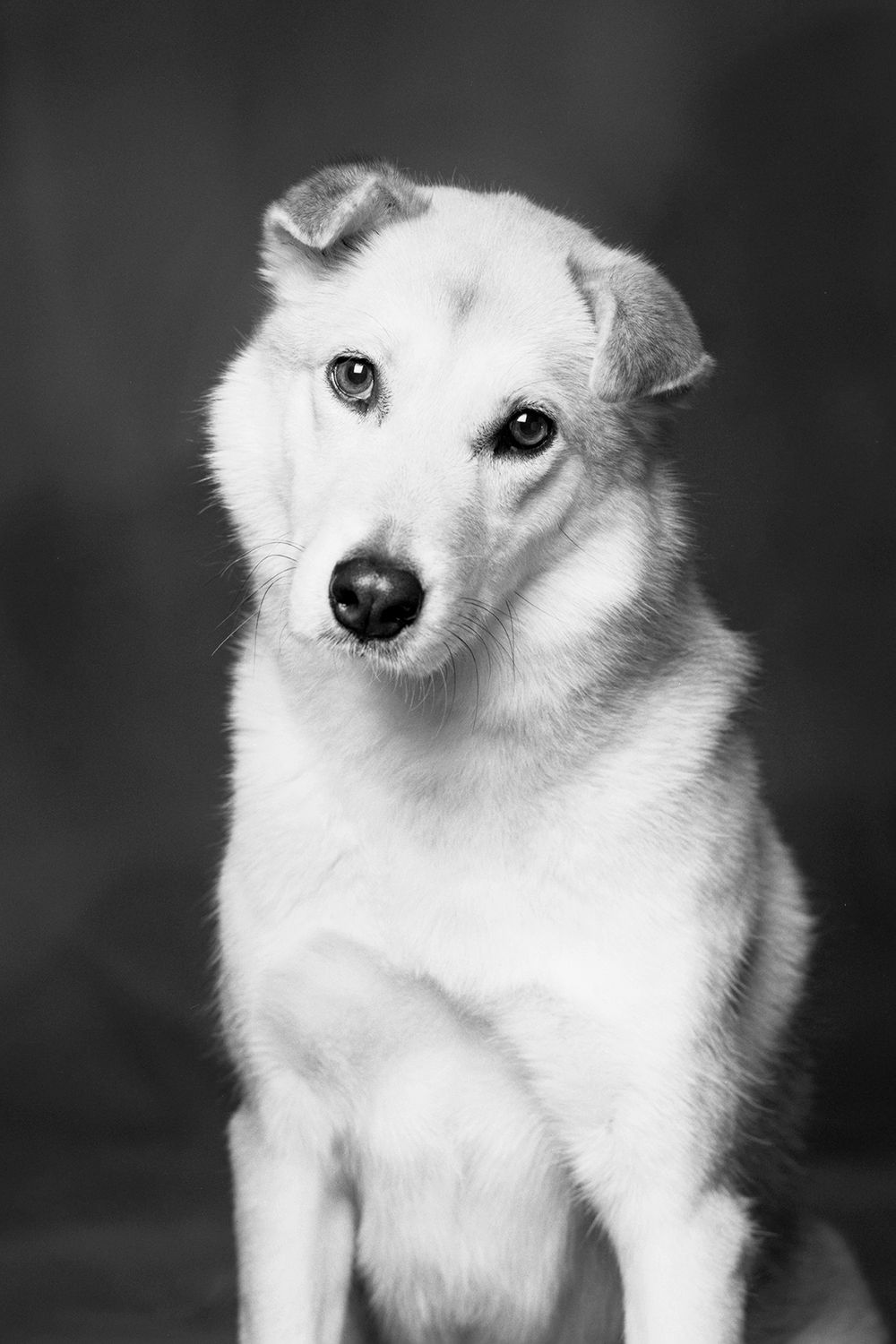 studio dog portrait