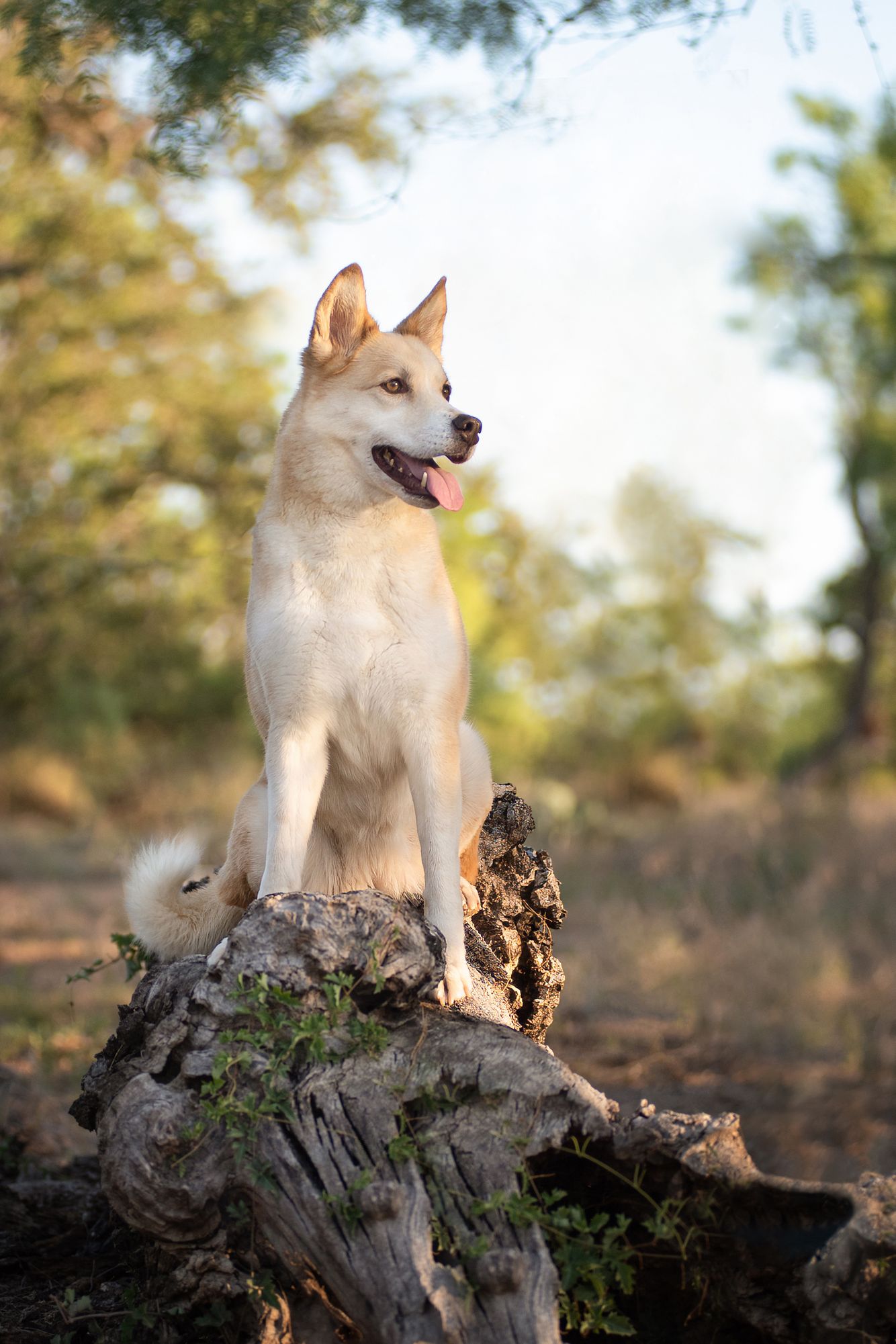 Outdoor portrait of a white dog on a log