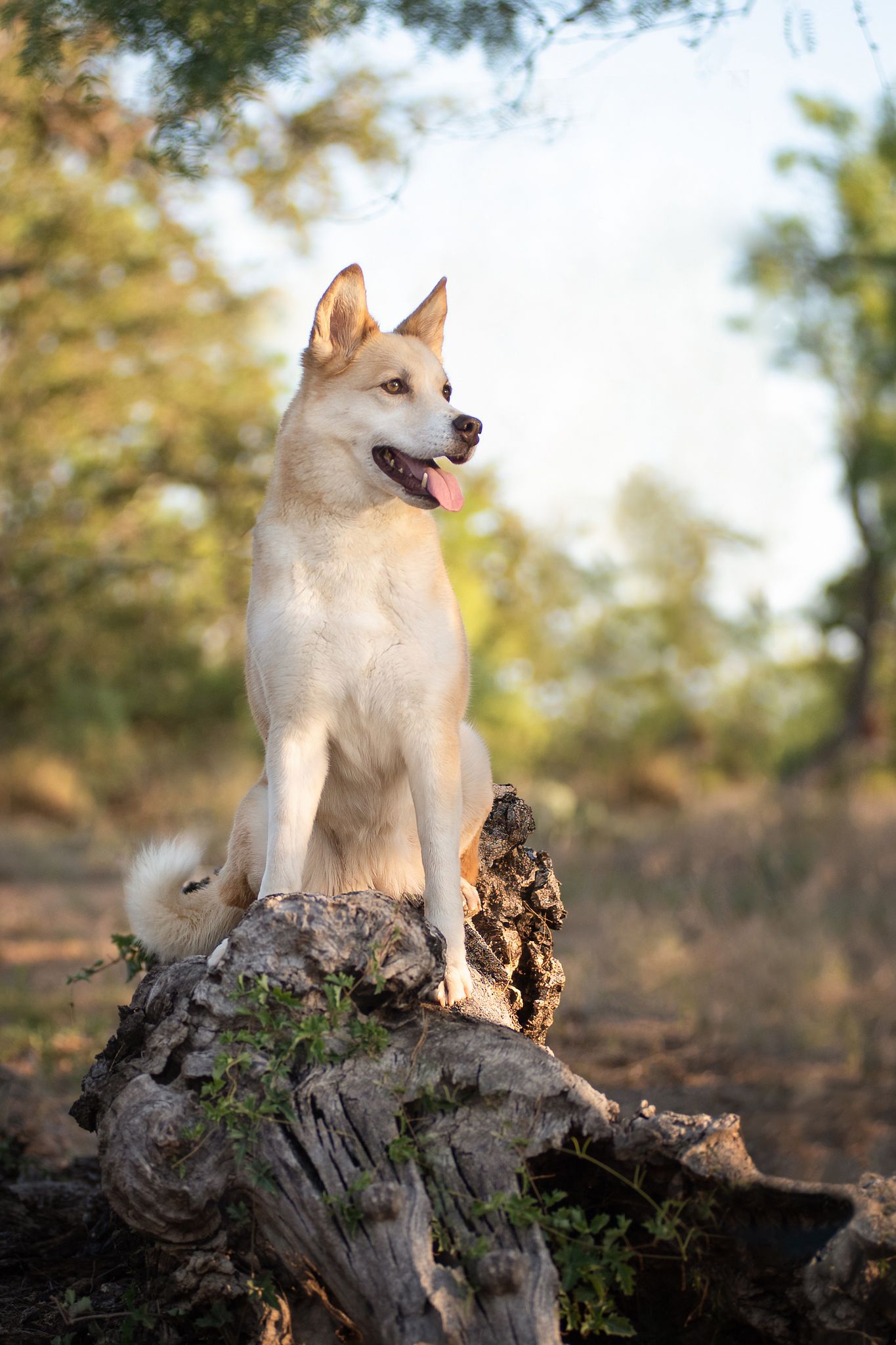 Outdoor portrait of a white dog on a log