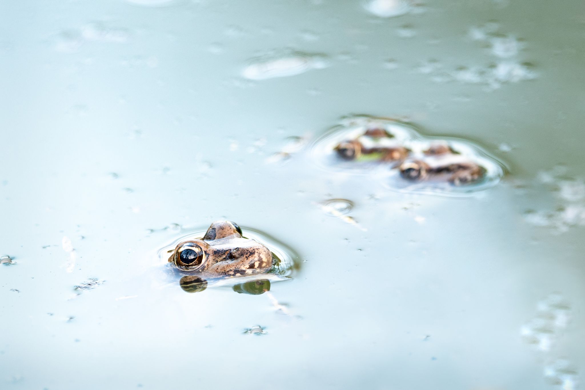 A common frog in a pond