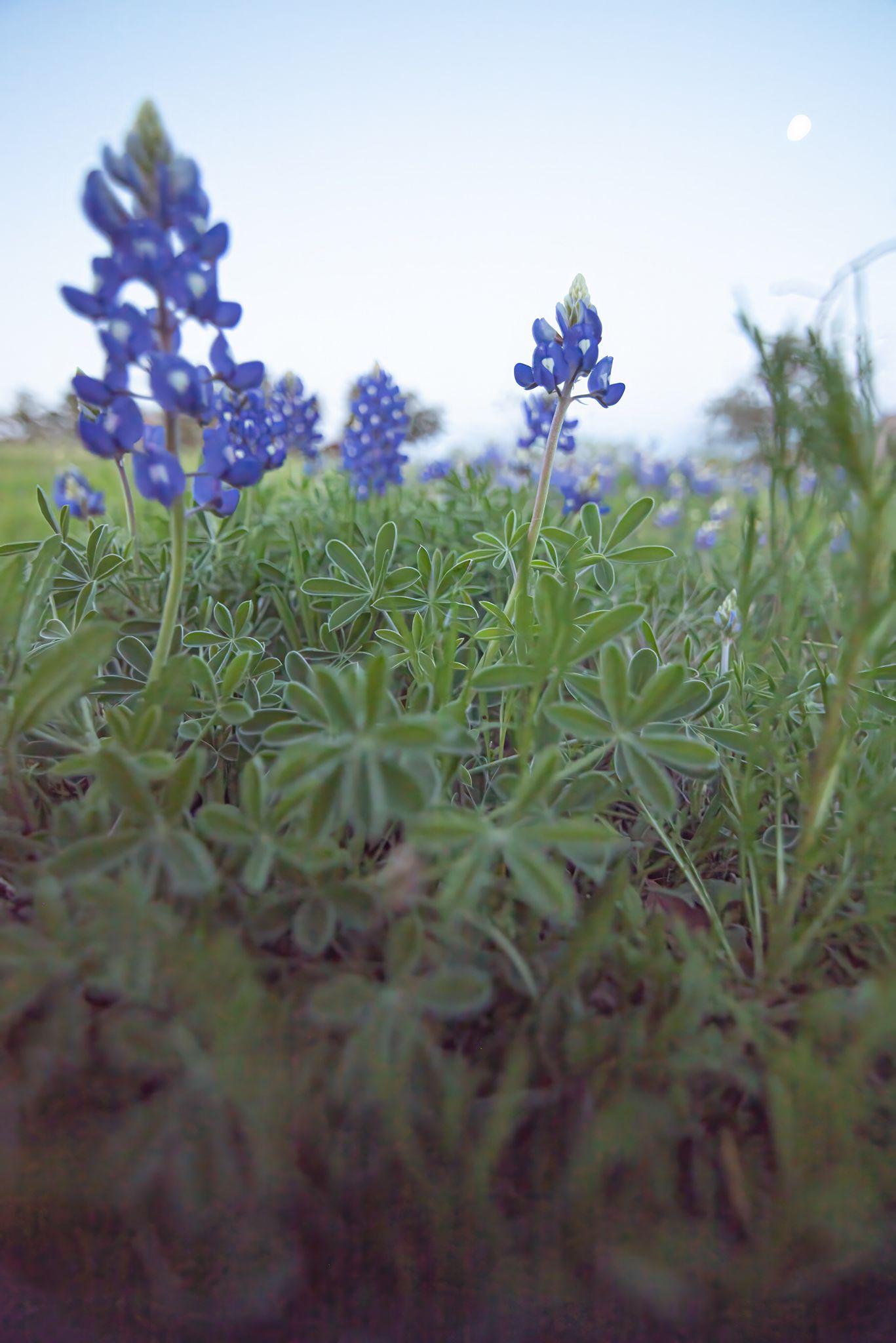 Texas
