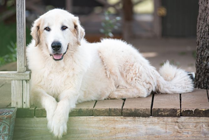 A Great Pyrenees guarding the porch at White Ranch