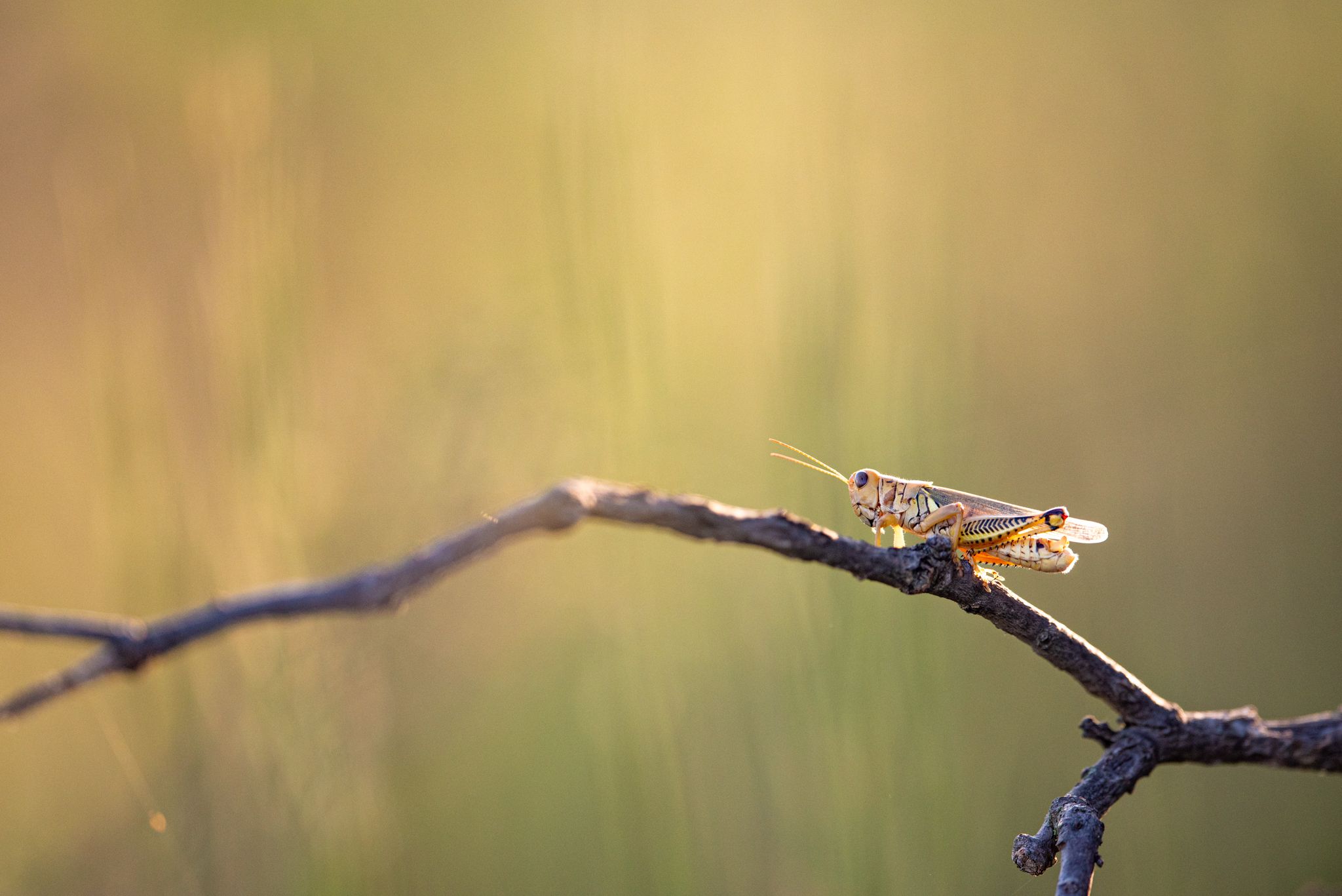 A grasshopper on a branch