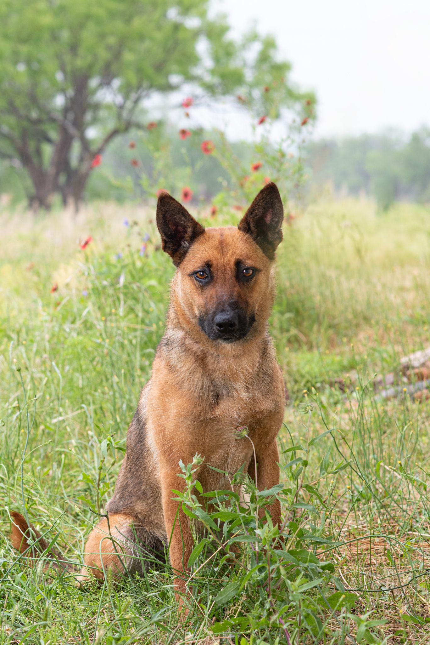 A dog portrait in the Texas hill country