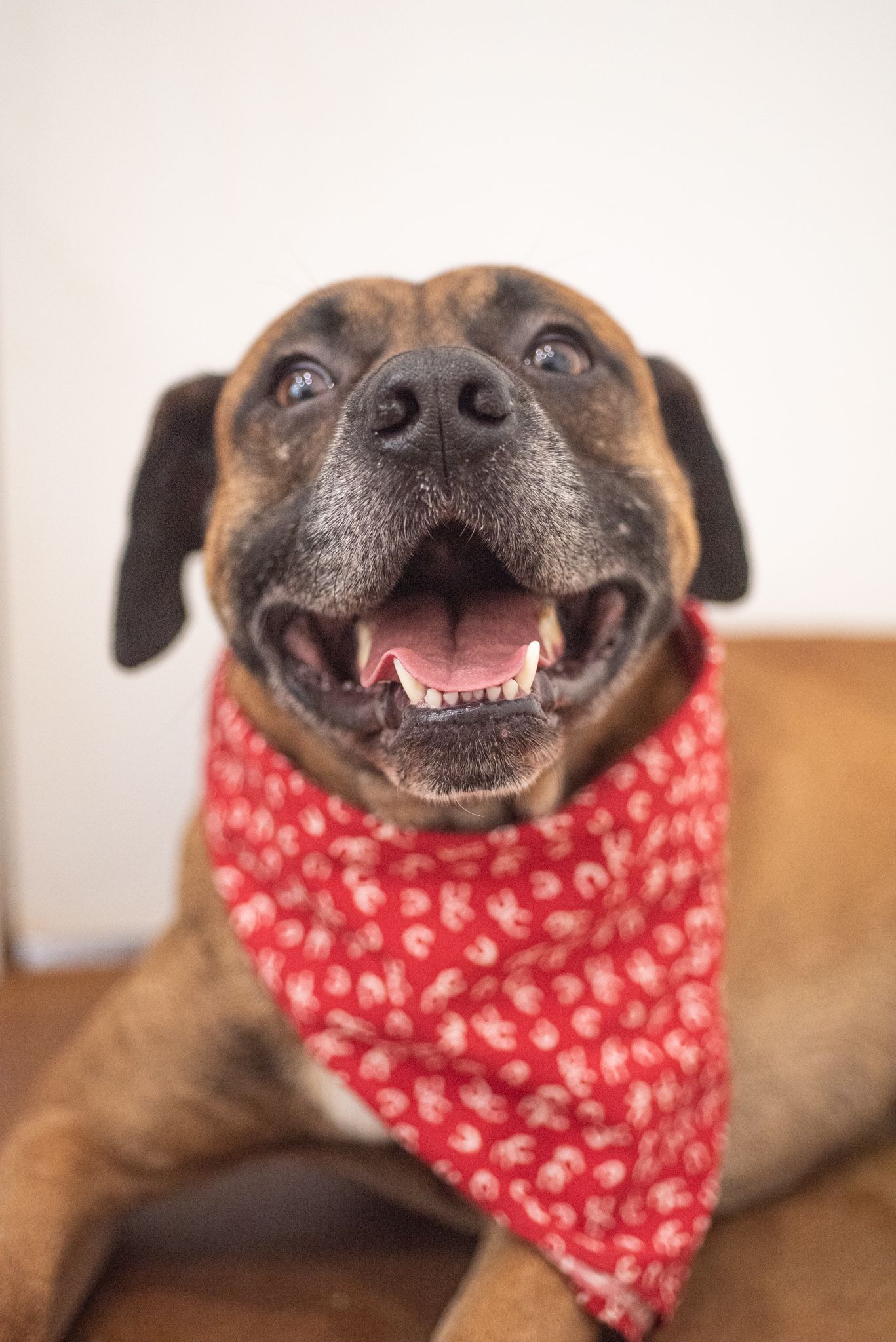 A studio dog portrait