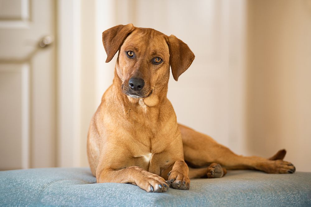 A dog on a blue ottoman at home