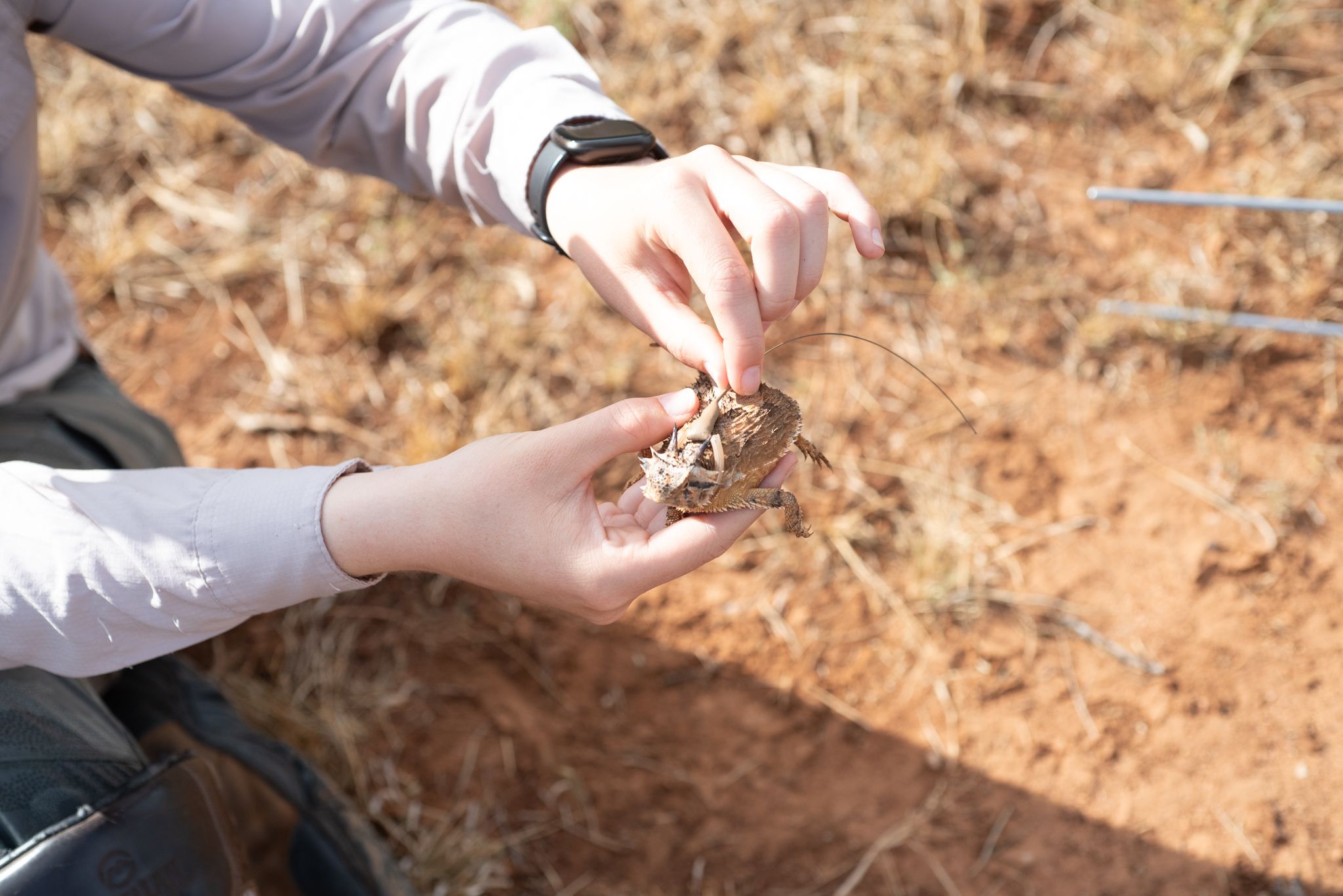 The tracking devise to study the Texas horned lizard