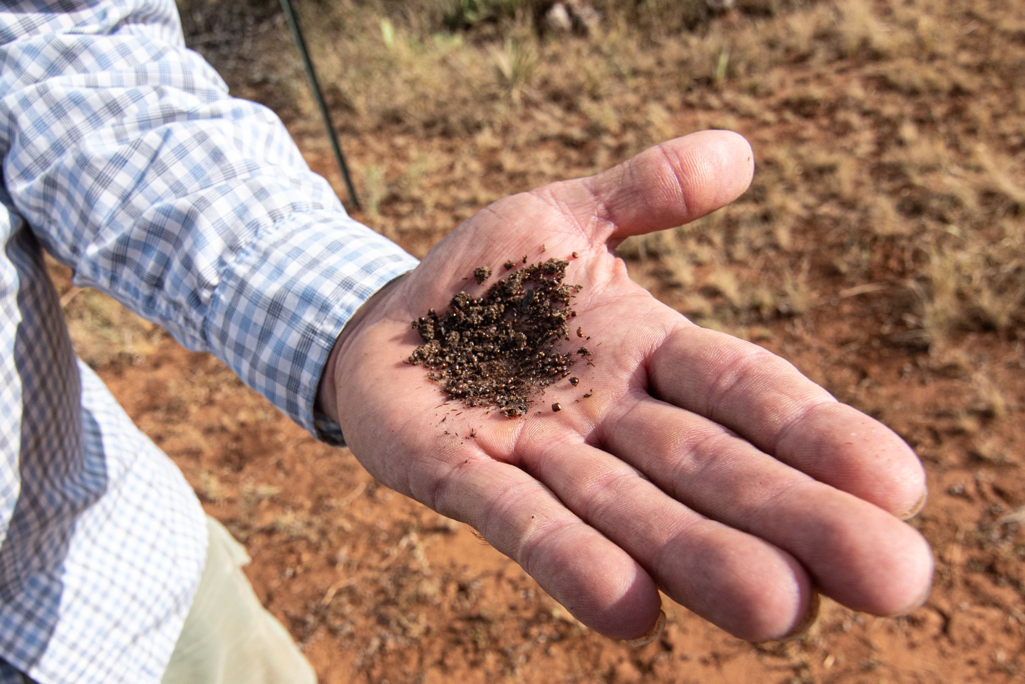 Texas Horned Lizard's eat Harvester Ants