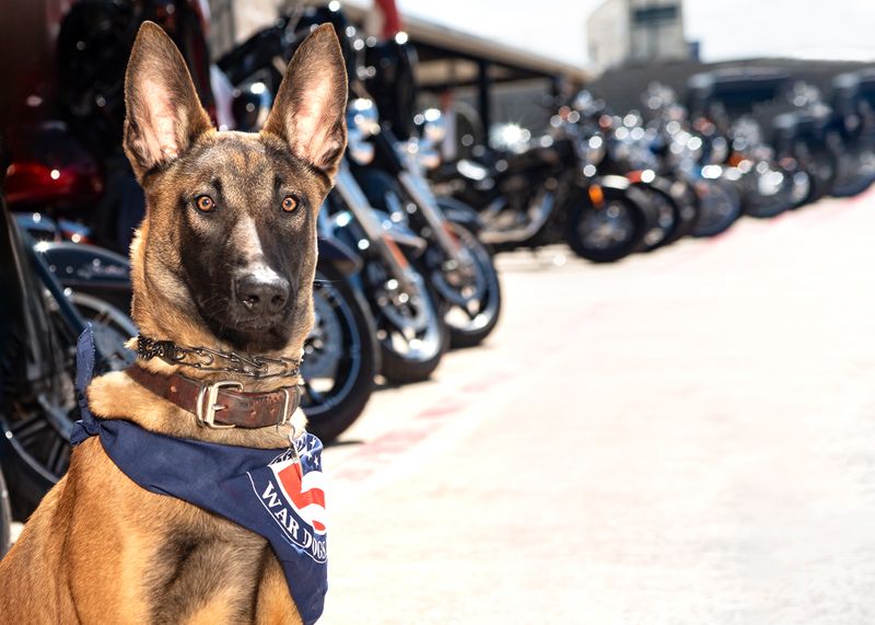 Dog portrait War dog at an event at Javelina Harley