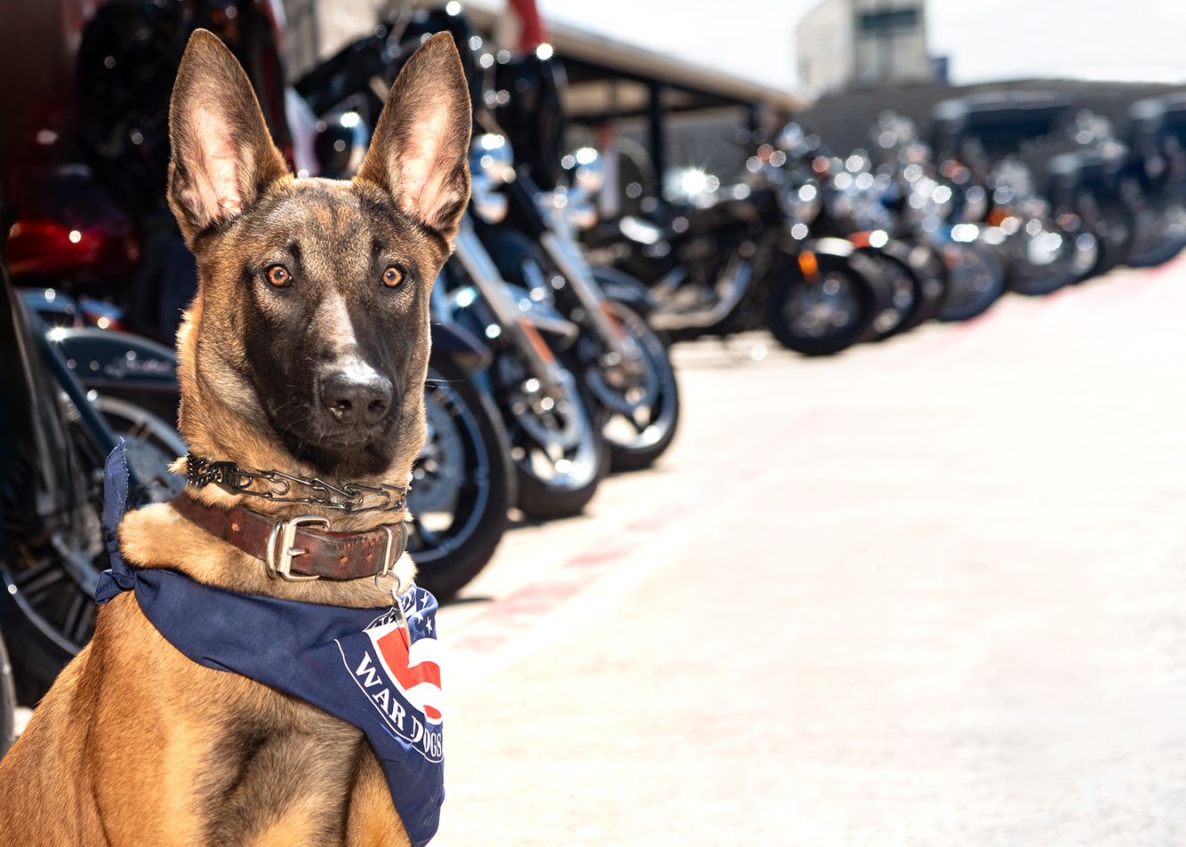 Dog portrait War dog at an event at Javelina Harley