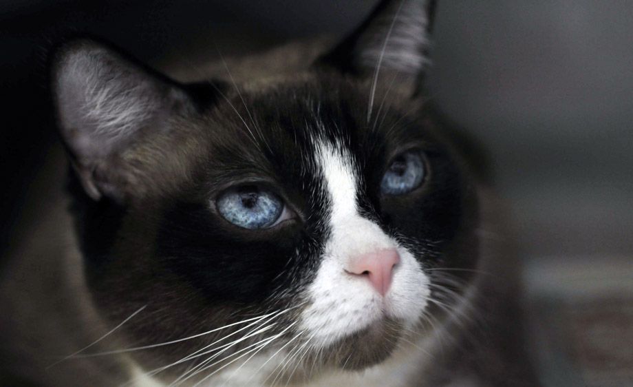 Closeup blue eyed cat portrait