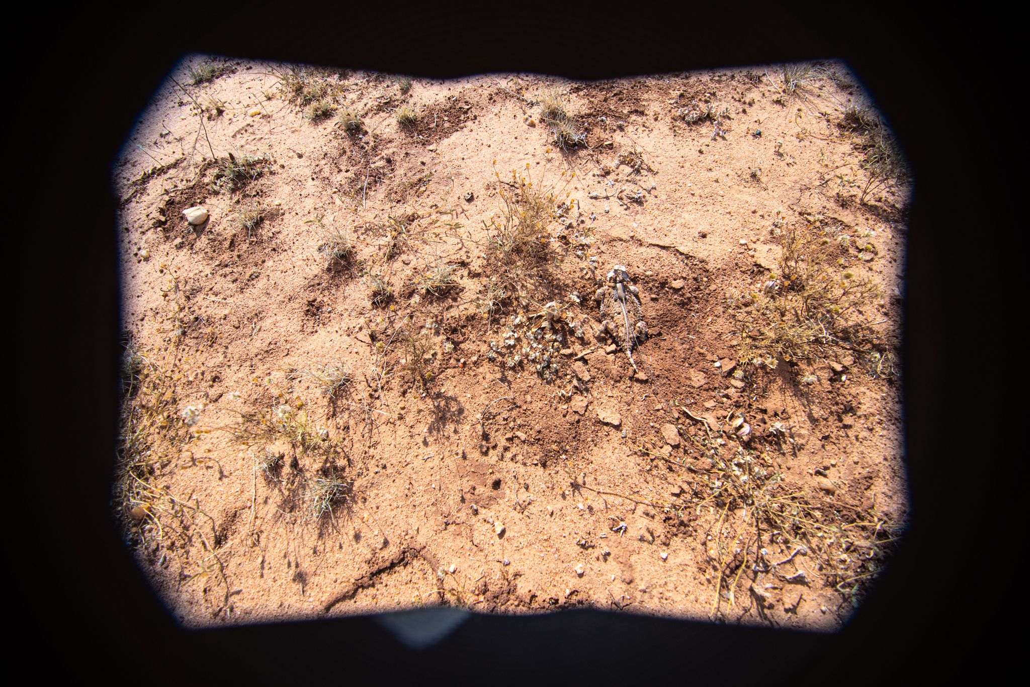 A Texas horned lizard in the wild.