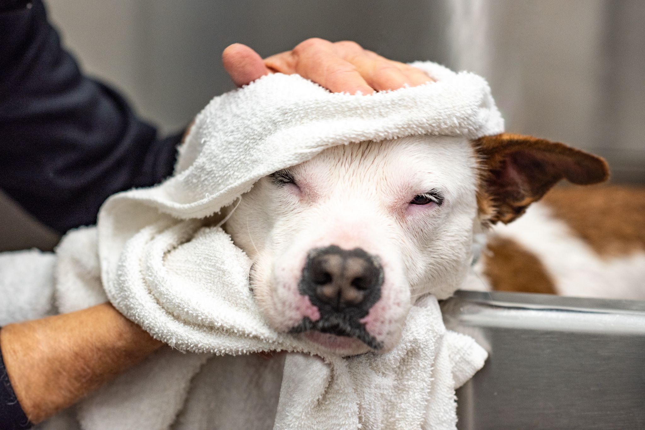 A dog getting a bath