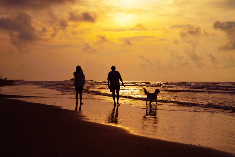 sillohette Family with dog walking on the beach