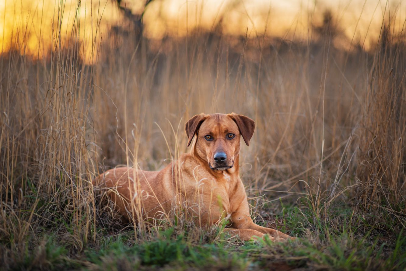 Hound Dog in the grass