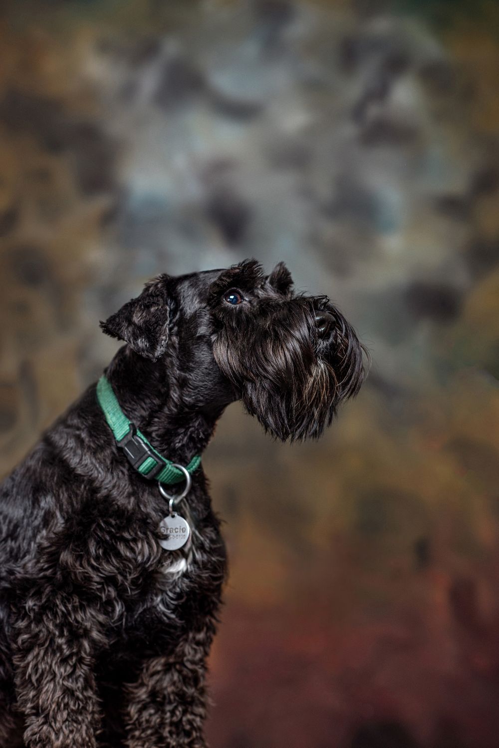 A portrait of a Schnauzer dog