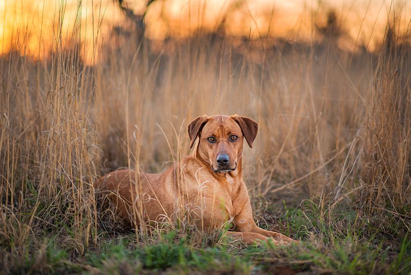 A dog in the grass