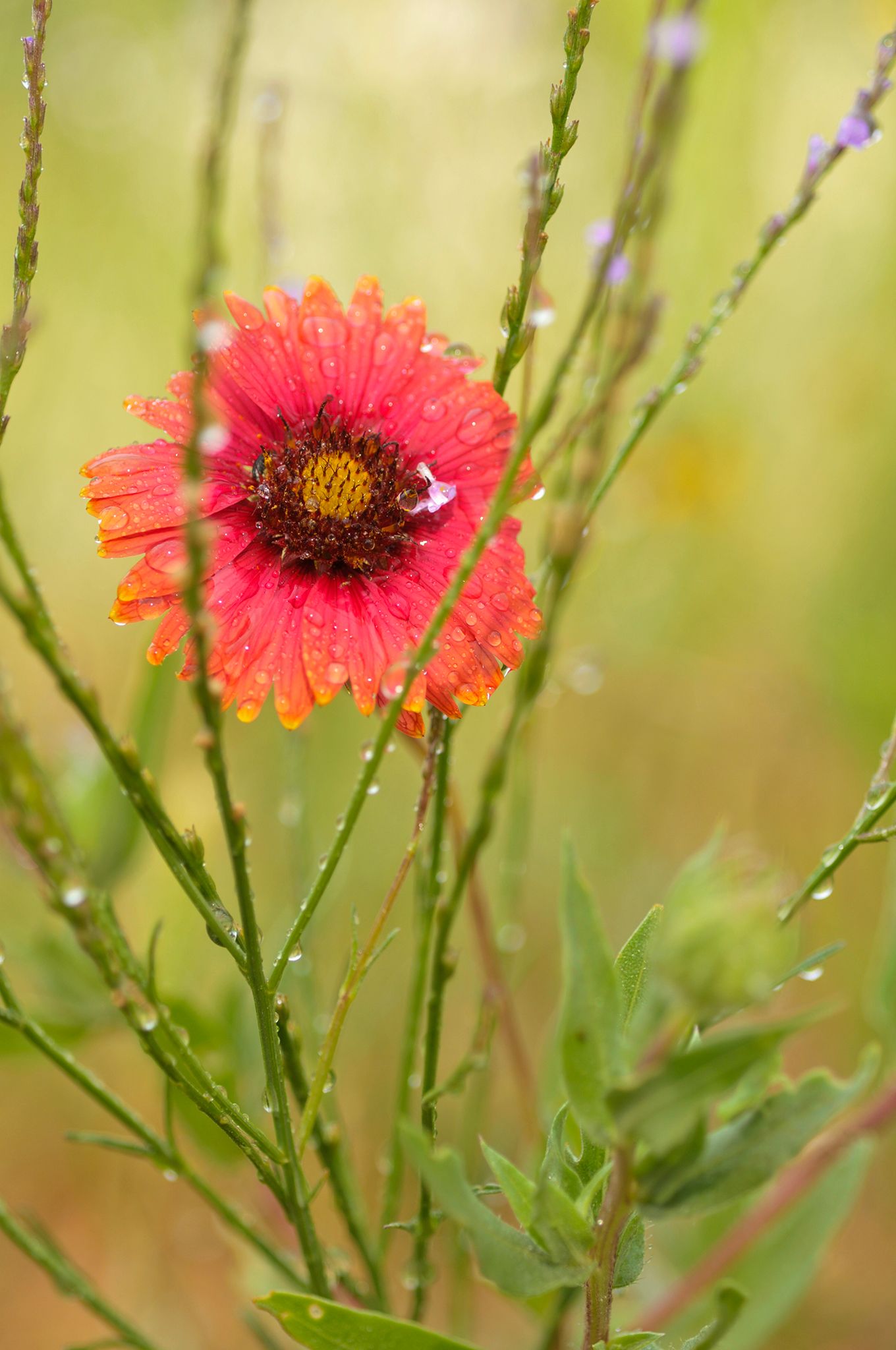 An Indian Blanket in the Texas Hillcountry