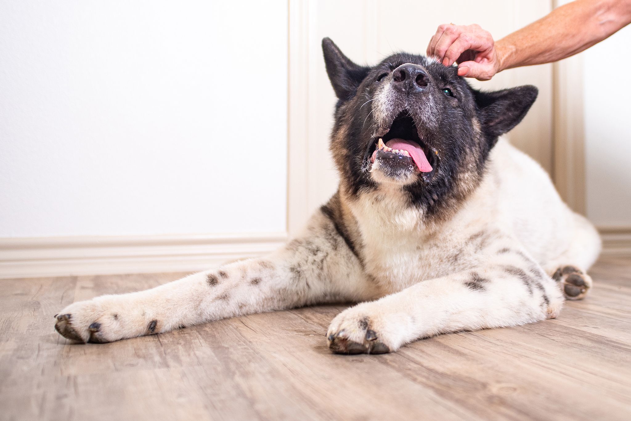 Duke the senior Akita being loved