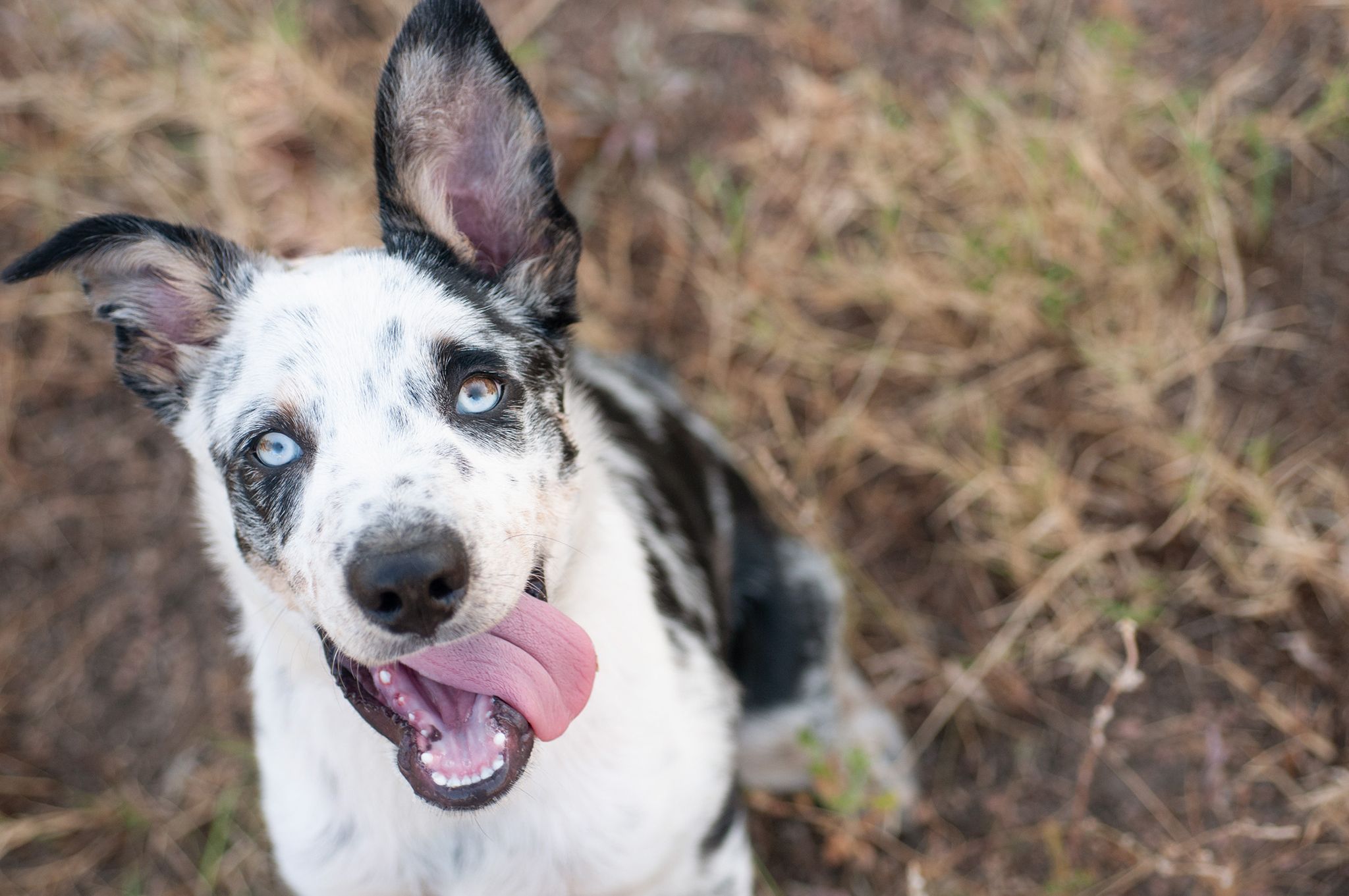 A portrait of a dog outside