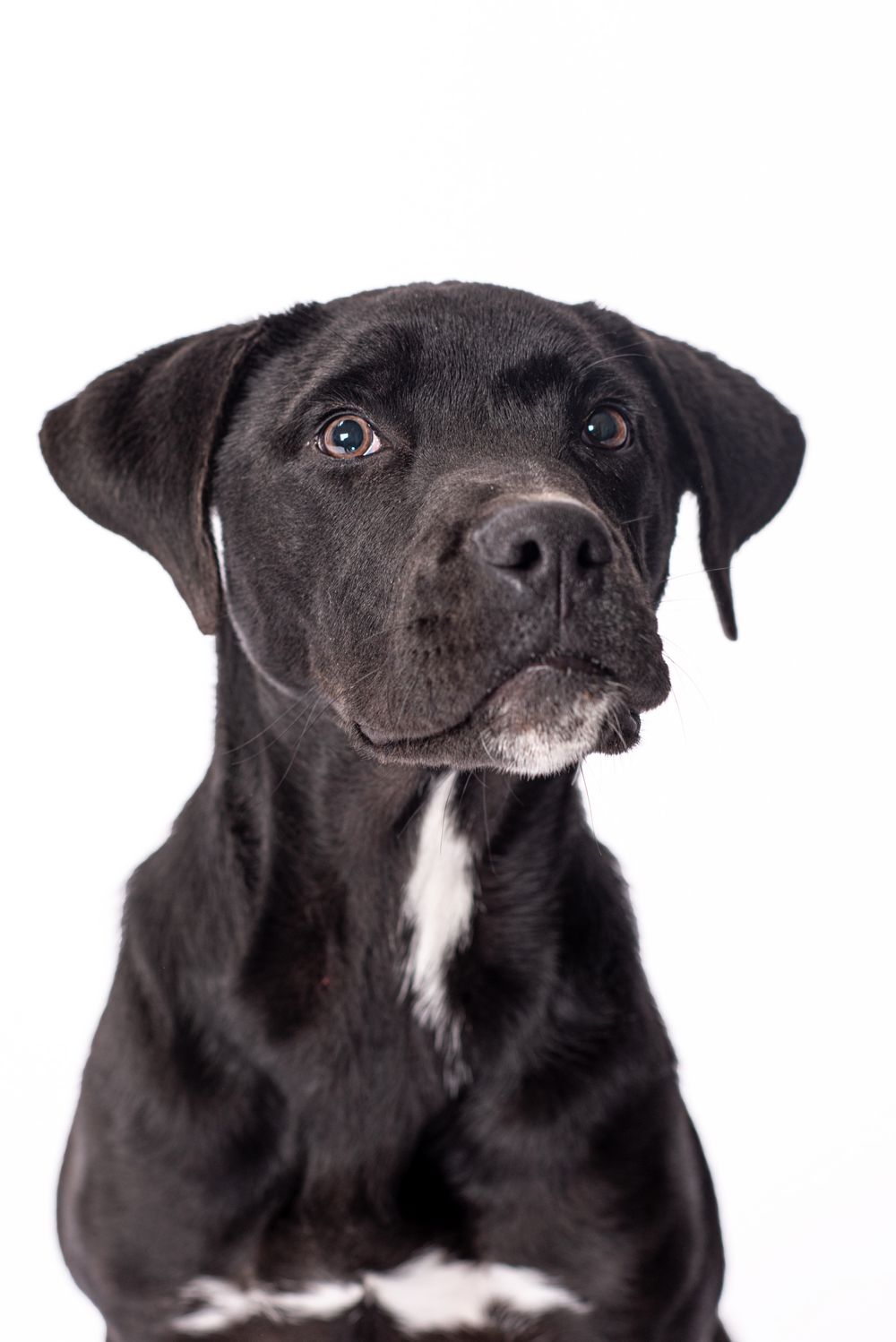 A studio dog portrait