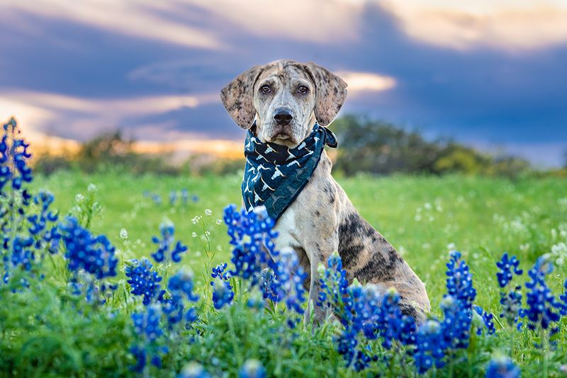A puppy in the Texas Bluebonnets