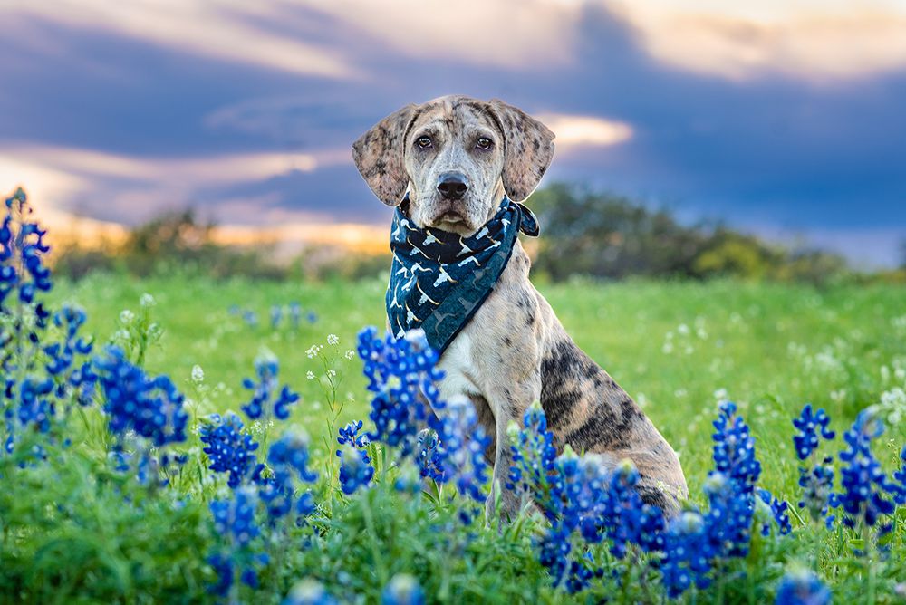 A puppy in the Texas Bluebonnets