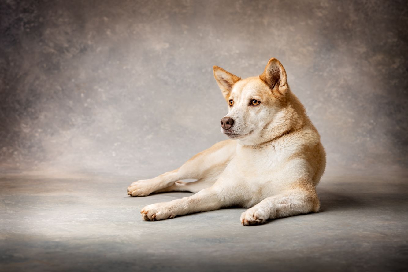 A dog portrait in the studio