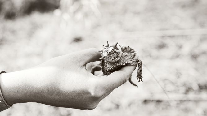 Holding a Texas horned lizard with a TPWD permit