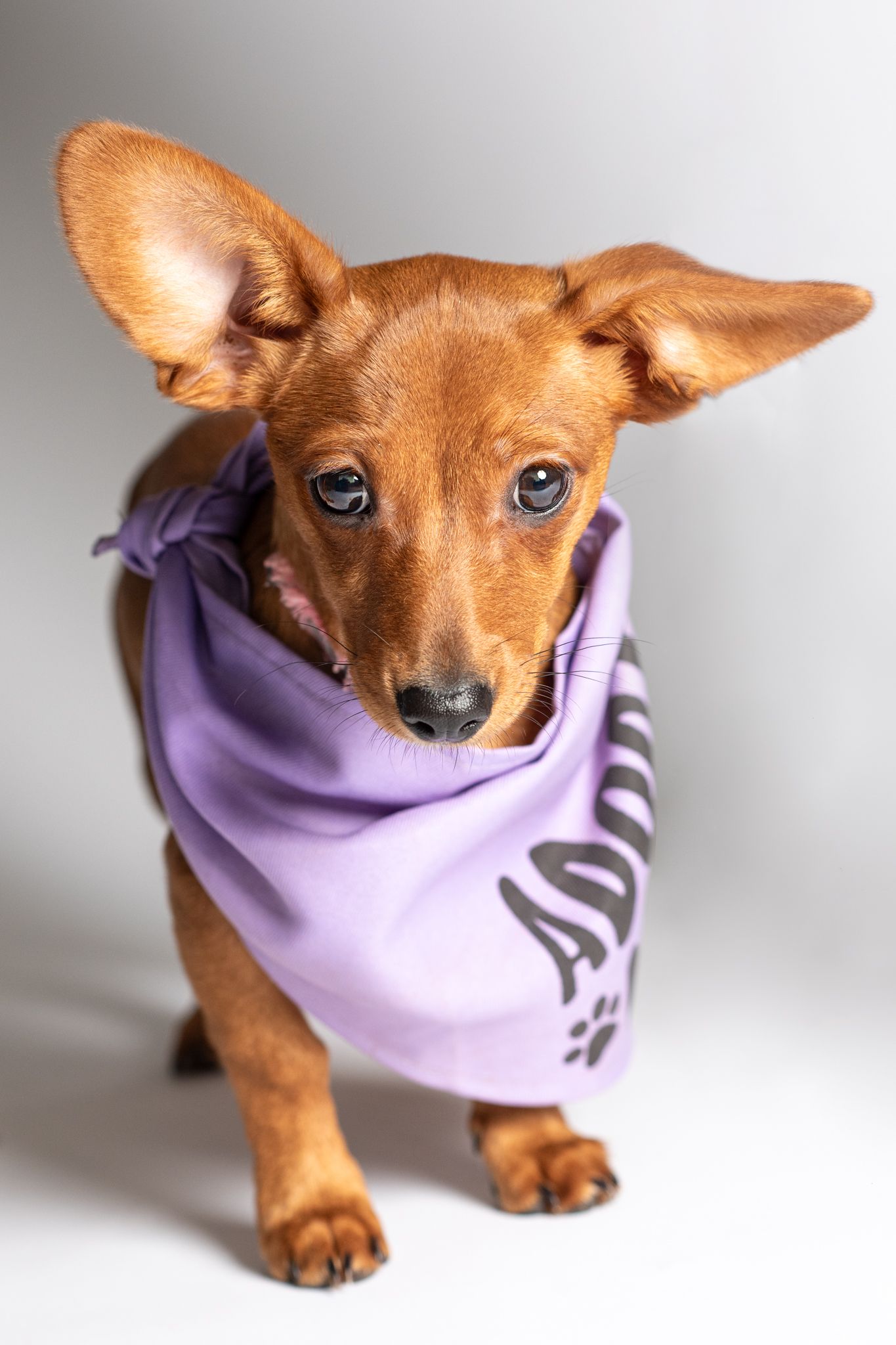 Chiweenie dog portrait