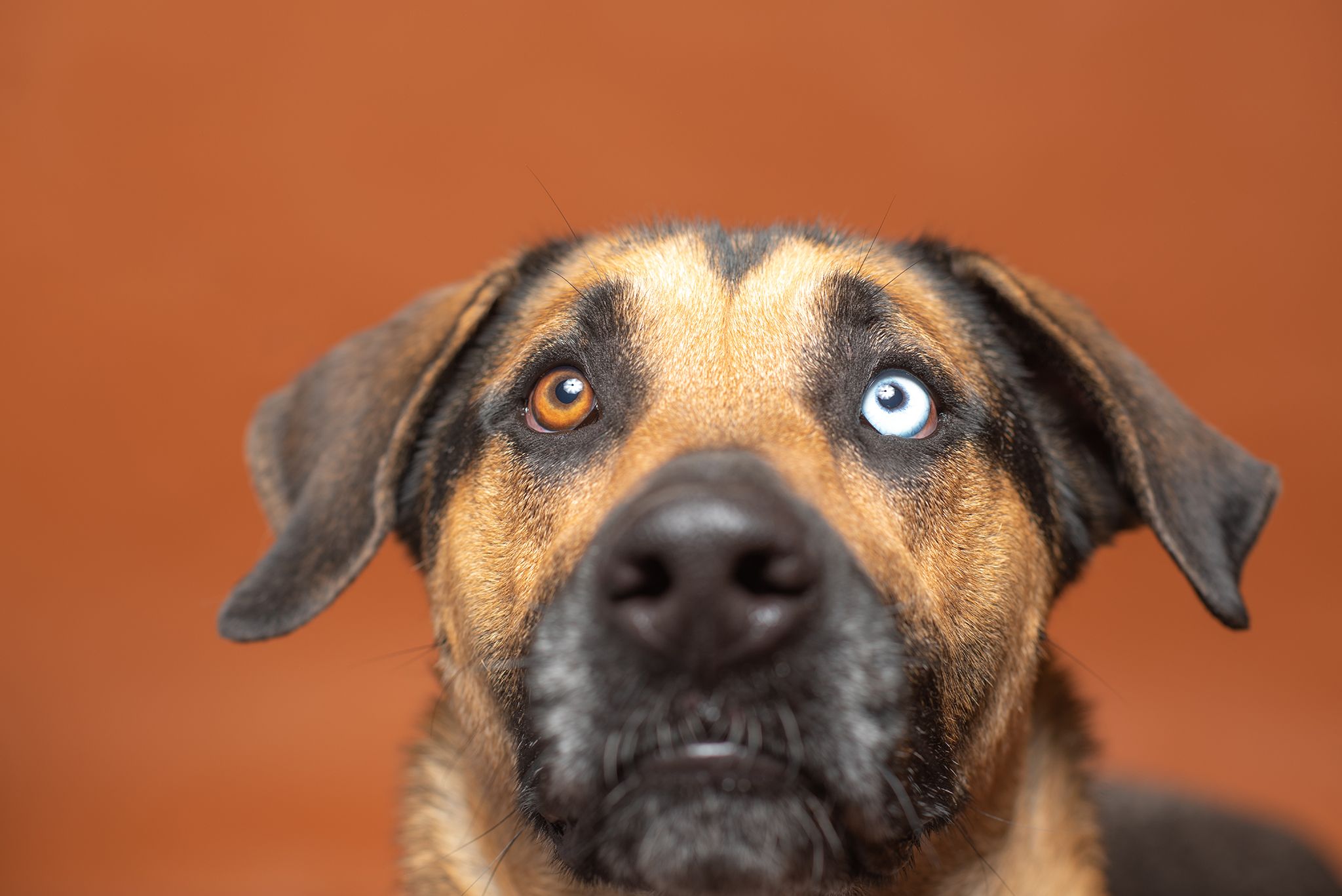 A studio portrait of a dog with one blue eye