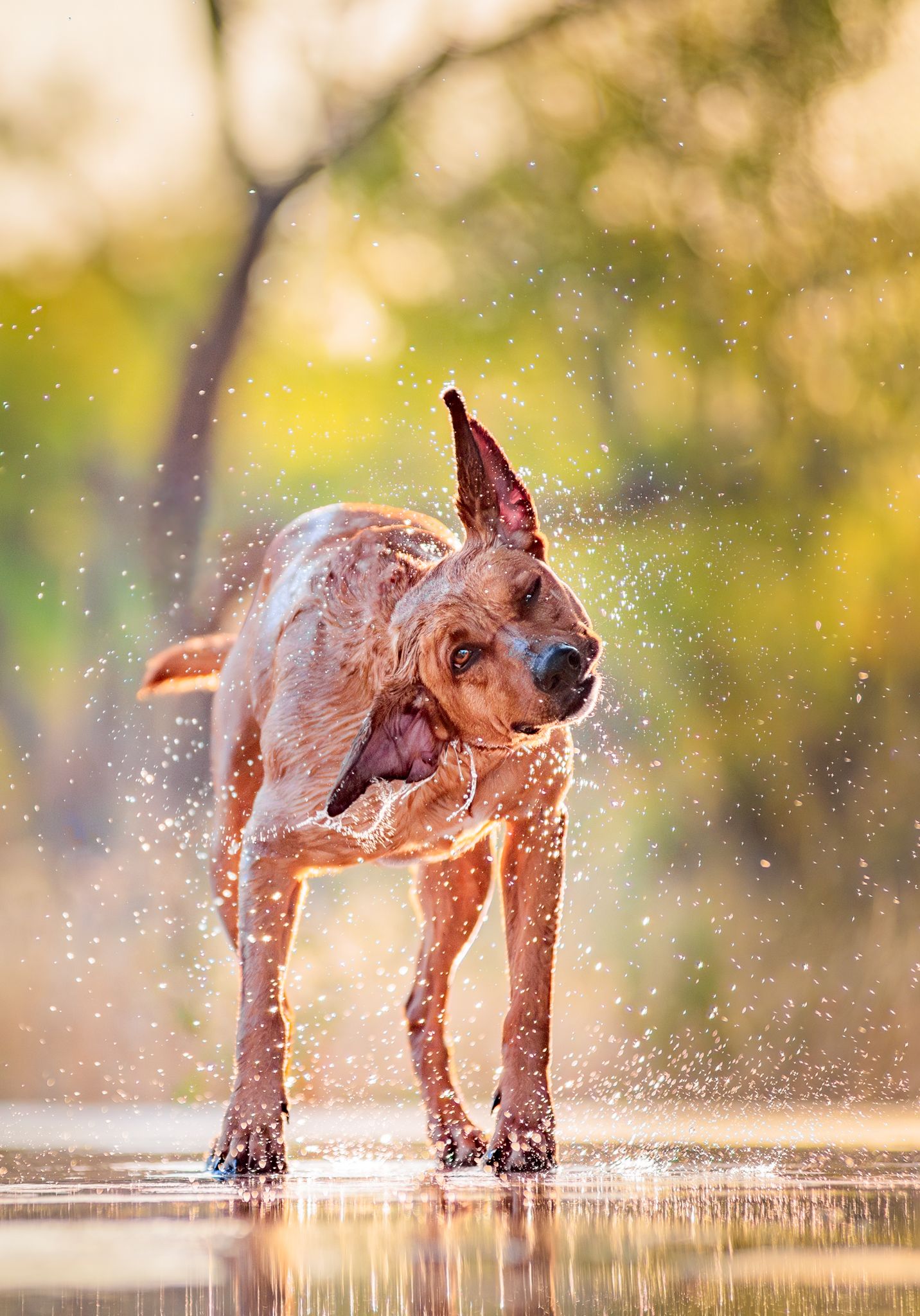 Dog portrait of a dog shaking off water