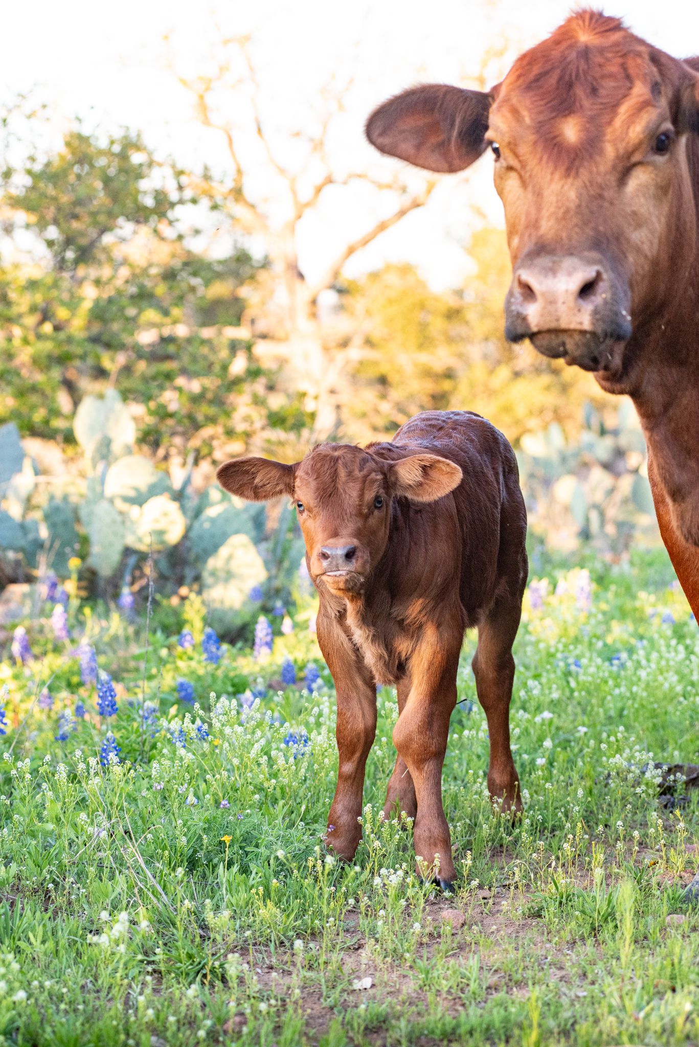 A mom and her baby in the bluebonnets