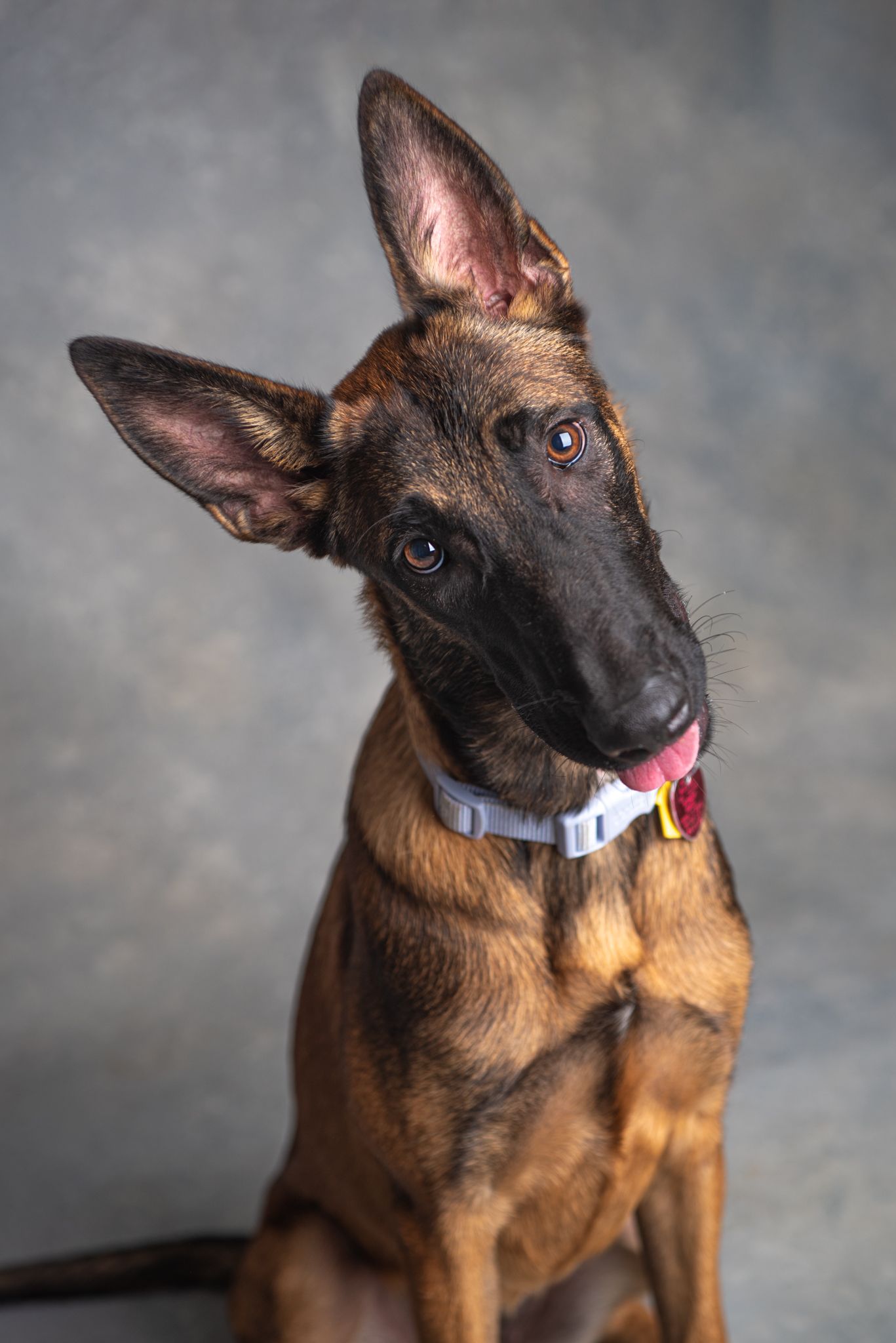 A studio portrait of a Belgian Malinois Dog