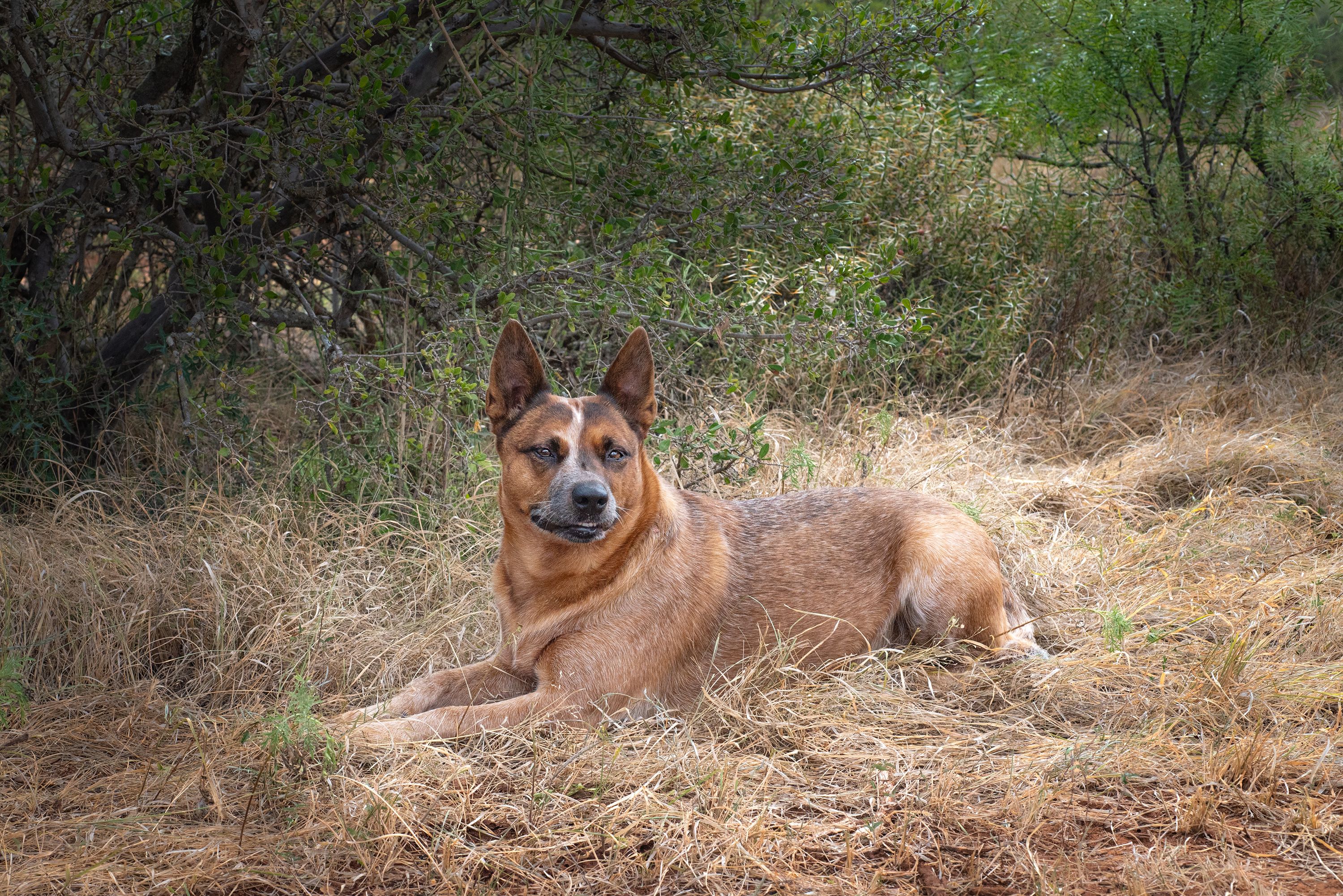 Gabi the ranch dog