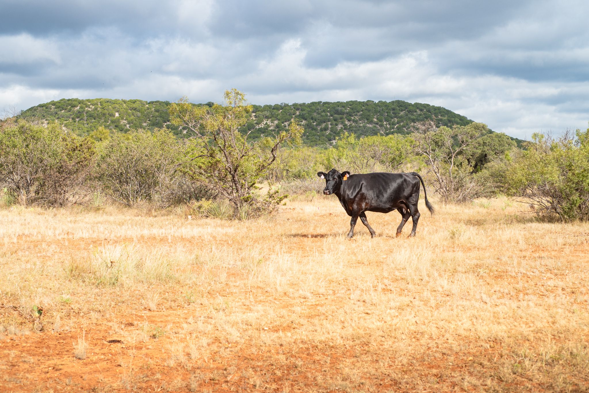 Cattle on White Ranch in Mason County Texas