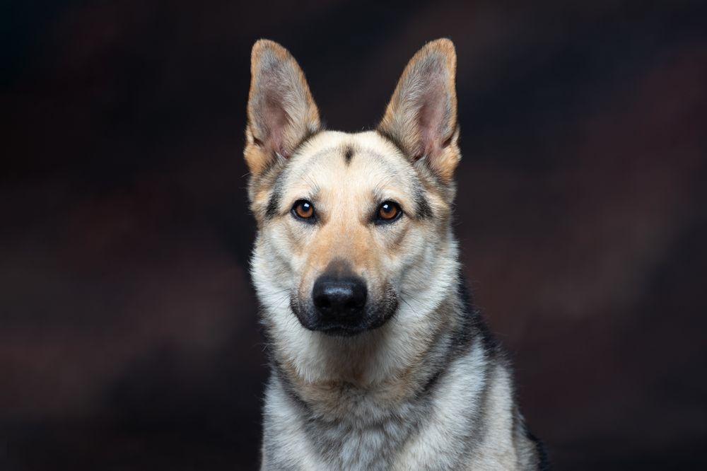 german shepherd dog portrait