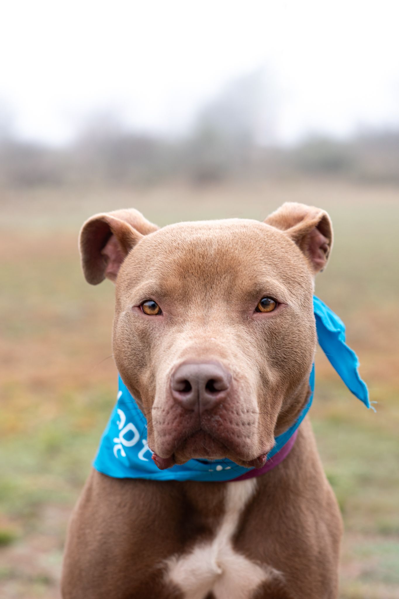 a dog portrait outdoors
