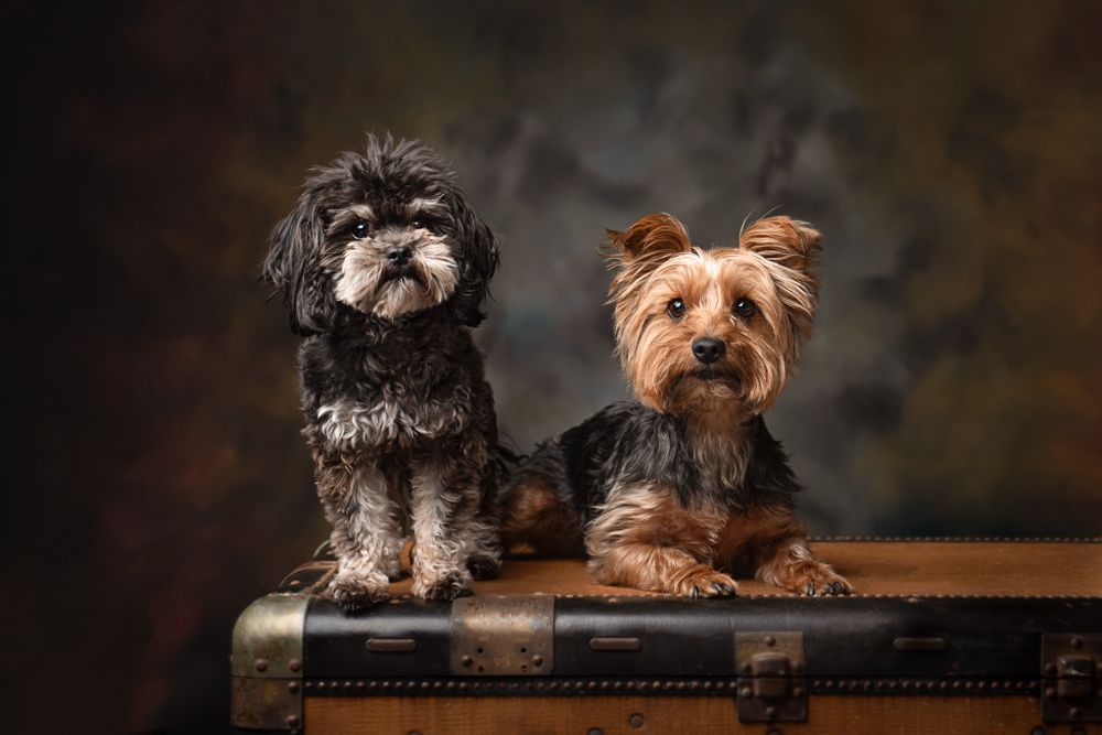 Two dogs in a studio portrait