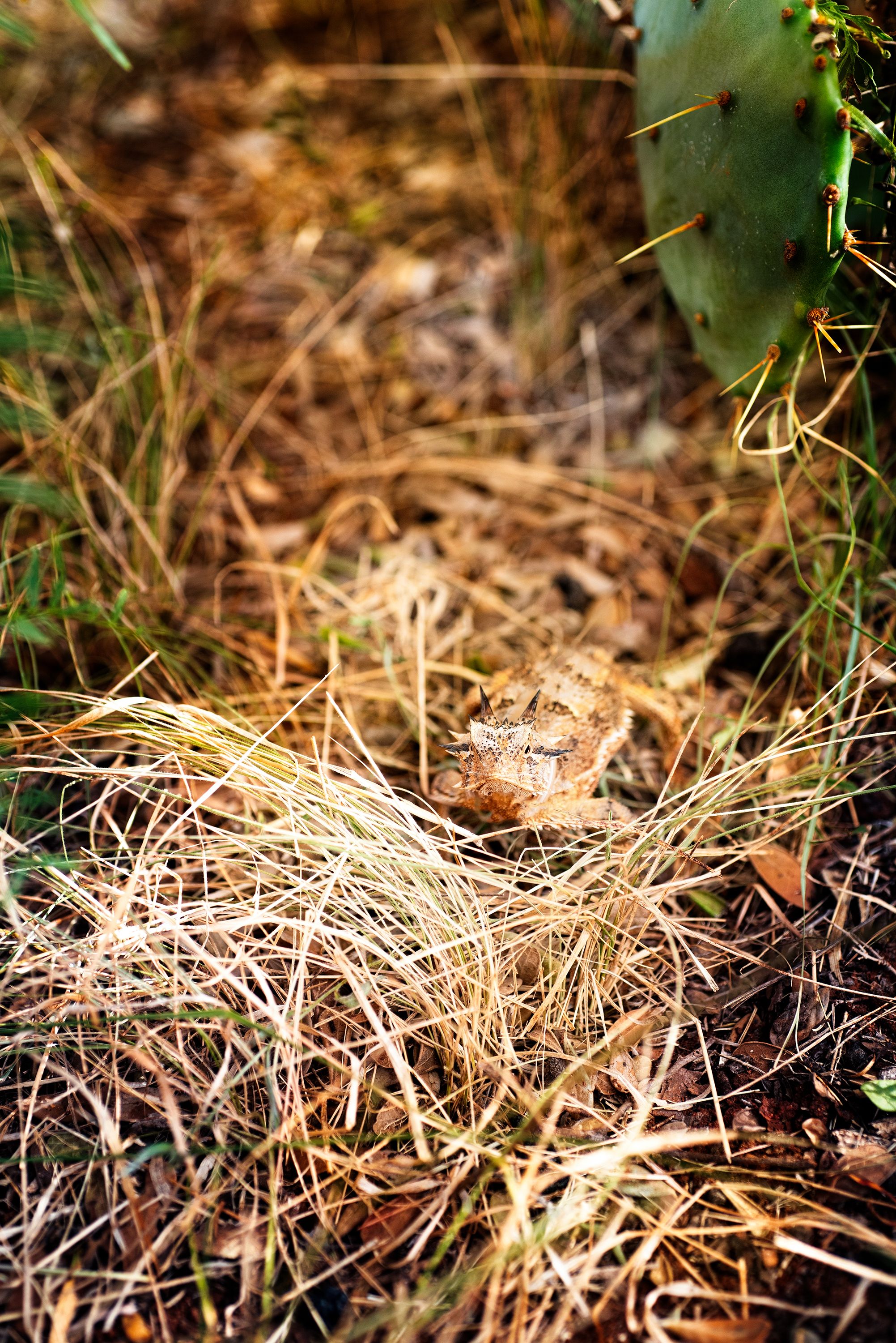 A Texas horned lizard in the wild at White Ranch.