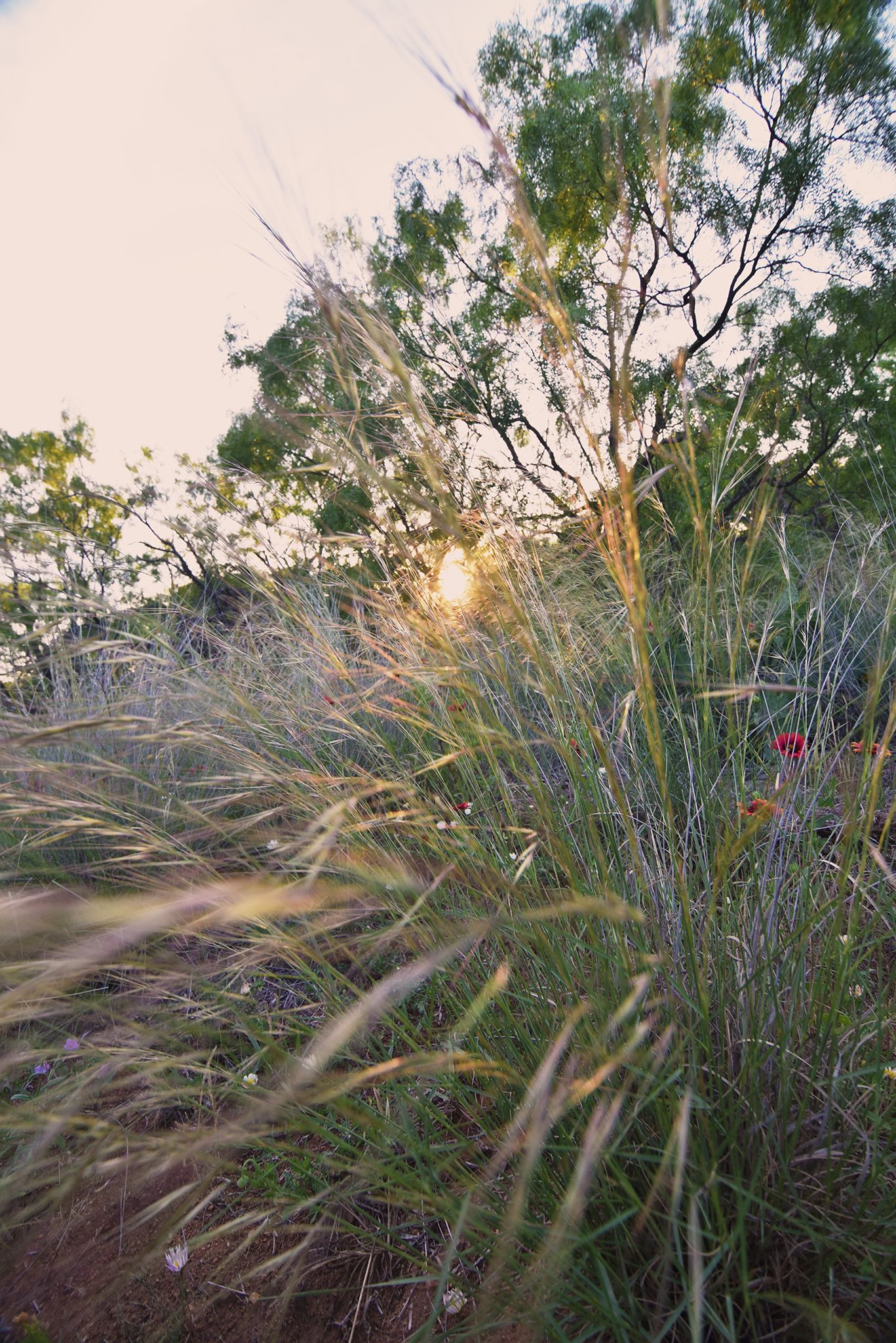 Texas hillcountry grasses with sun peeking through