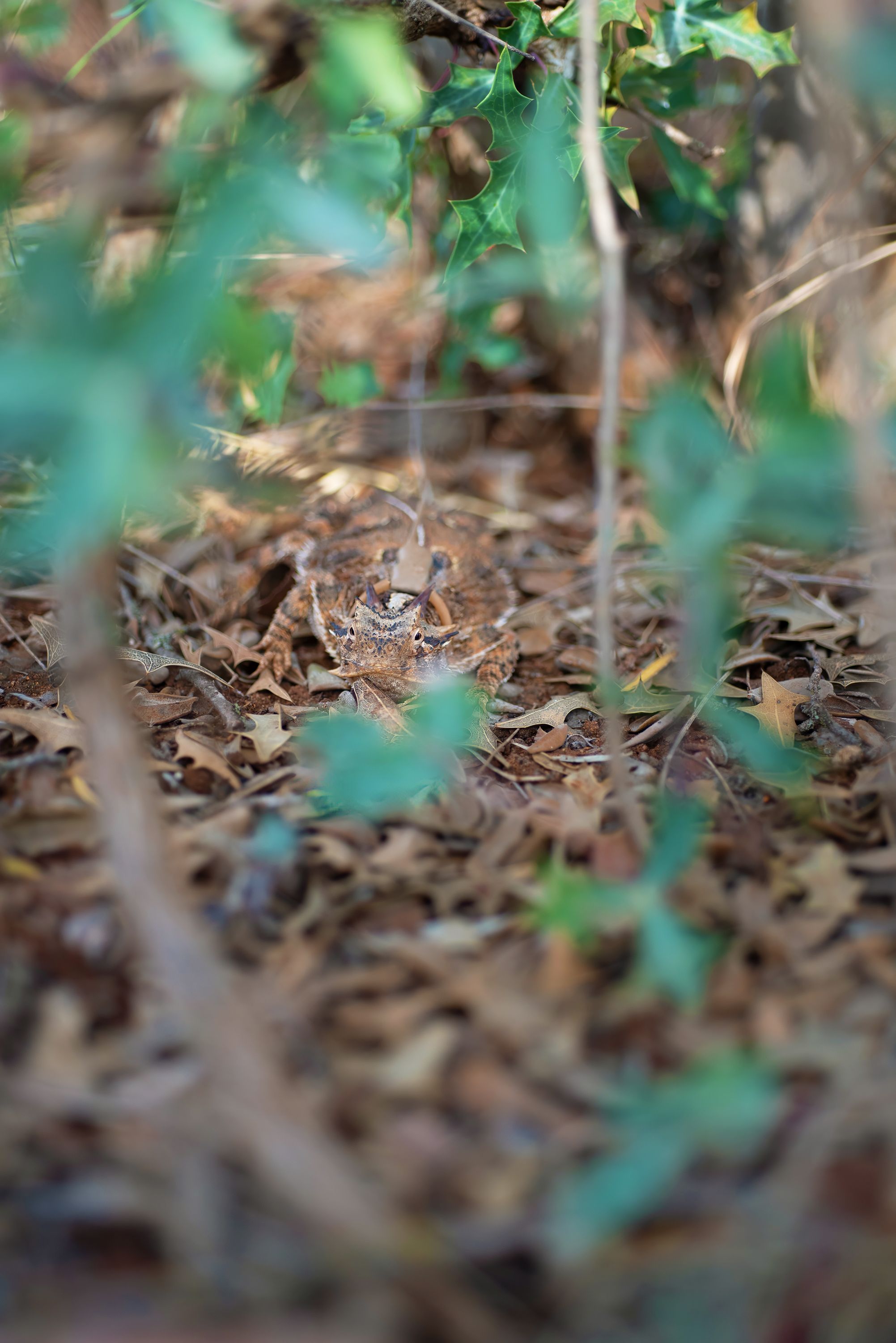 Texas Horned Lizard in the bushes