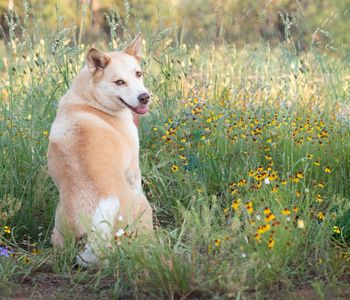 Dog Portrait