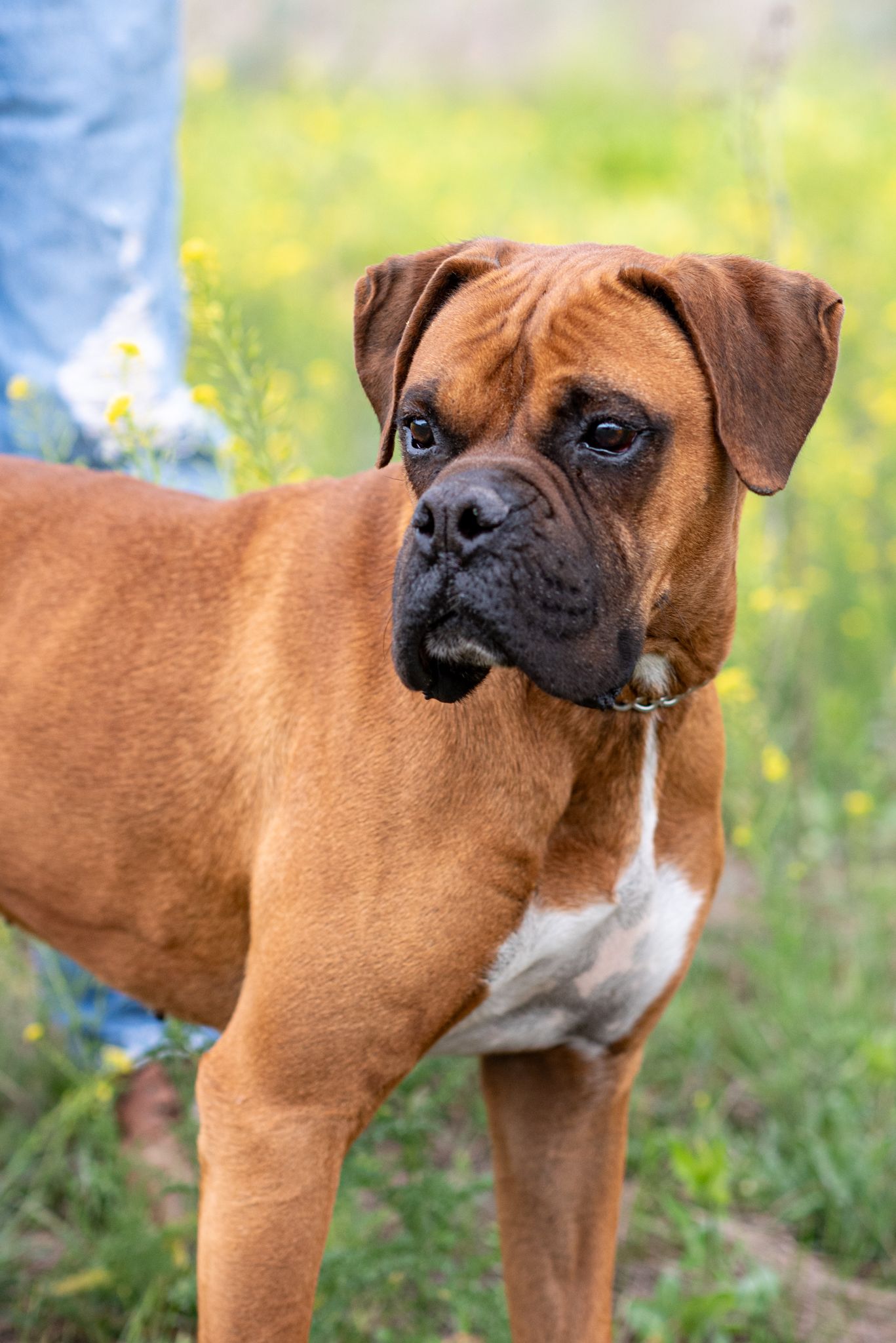 An outdoor portrait of a Boxer dog