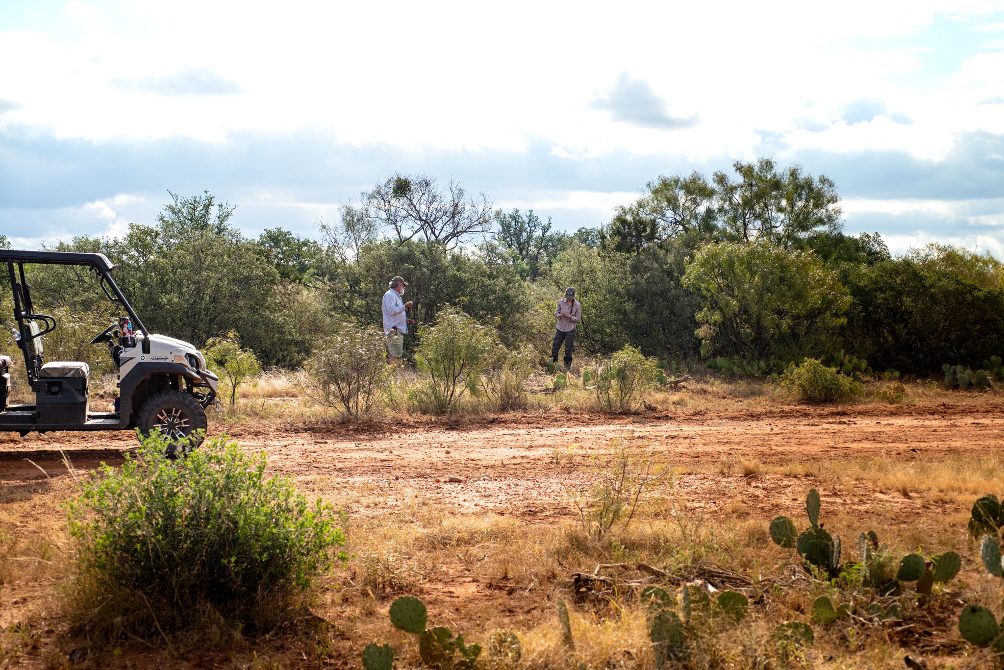 Studying the Texas Horned Lizards at White Ranch