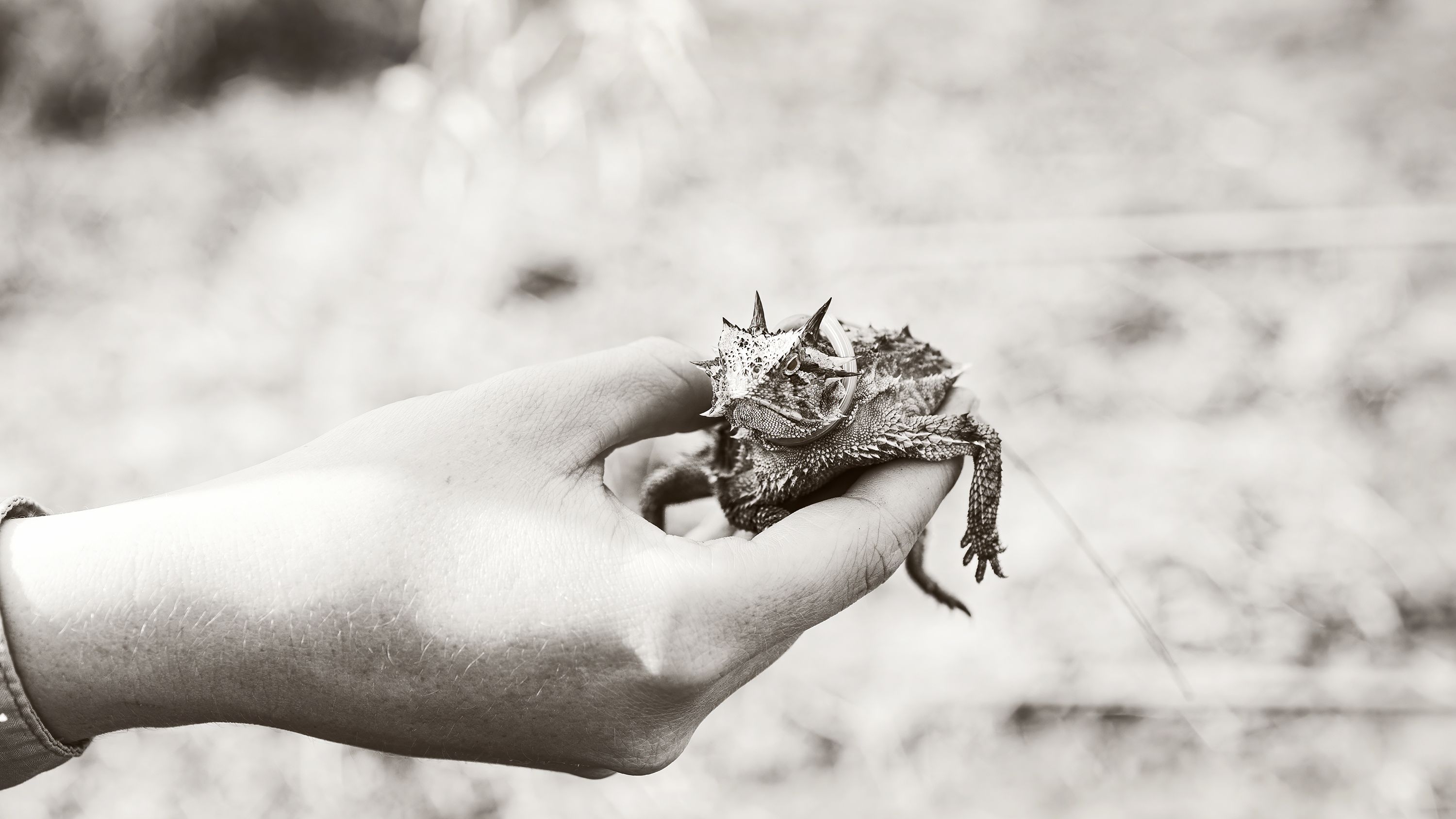 A Texas horne lizard being held by a biologist at White Ranch.