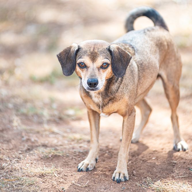 A portrait of a Chiweenie Dog