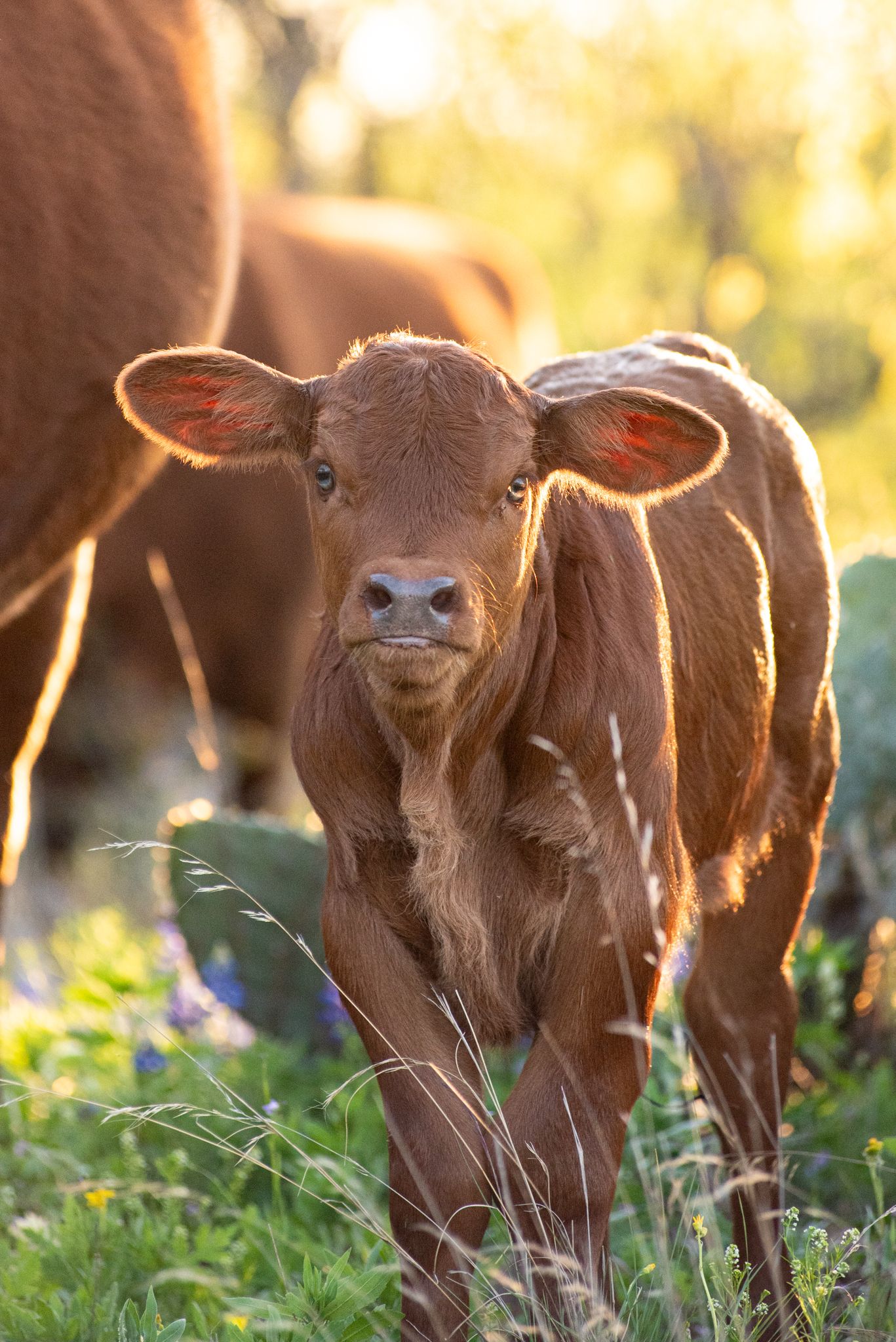 animal portrait