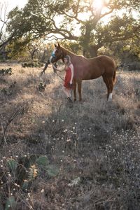 equine portrait