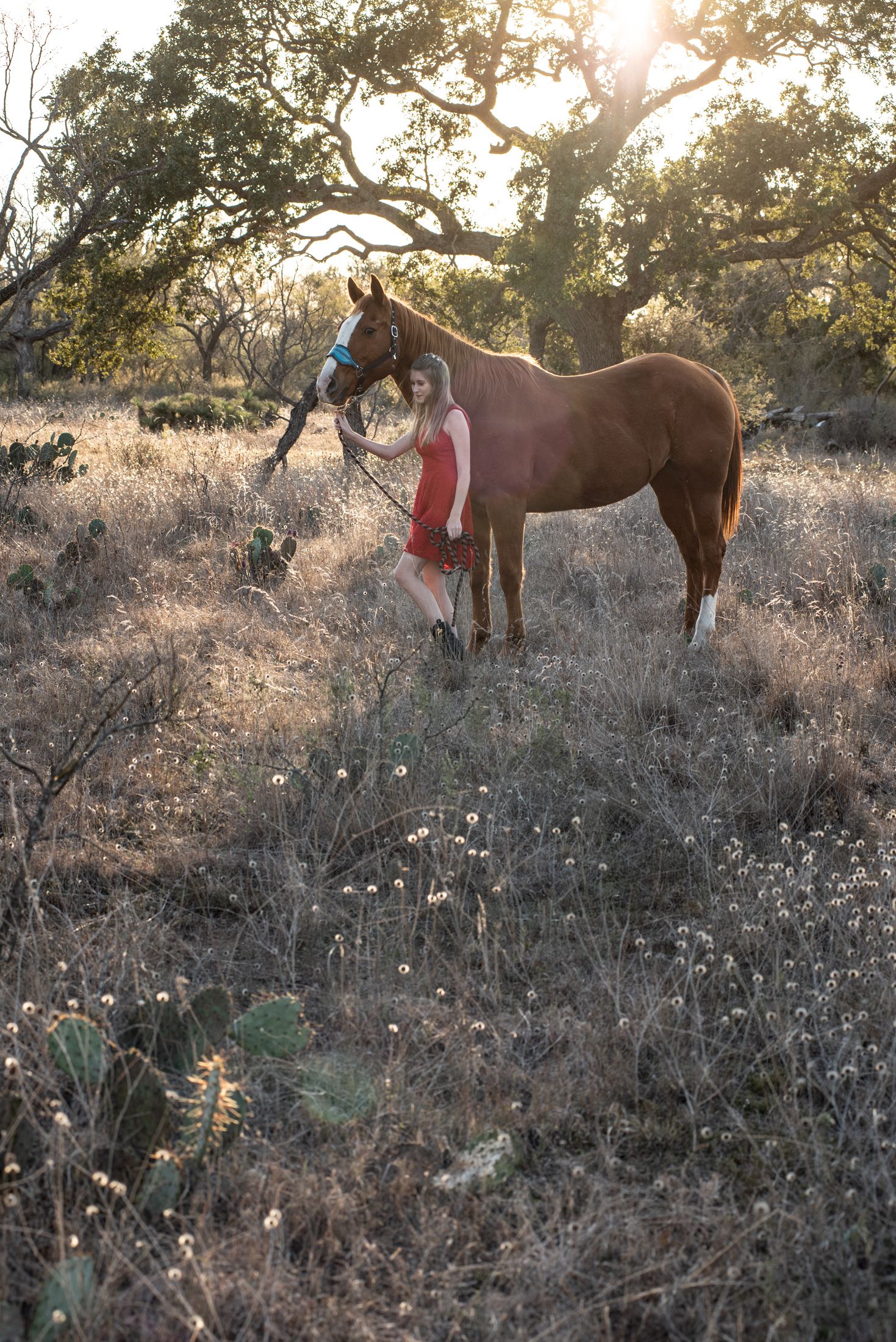 equine portrait